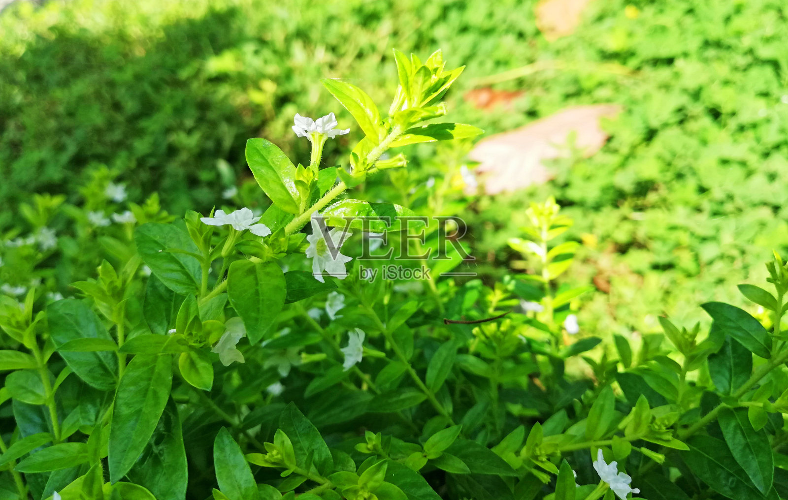 一群群的小黄花，在阳光灿烂的日子里生长照片摄影图片