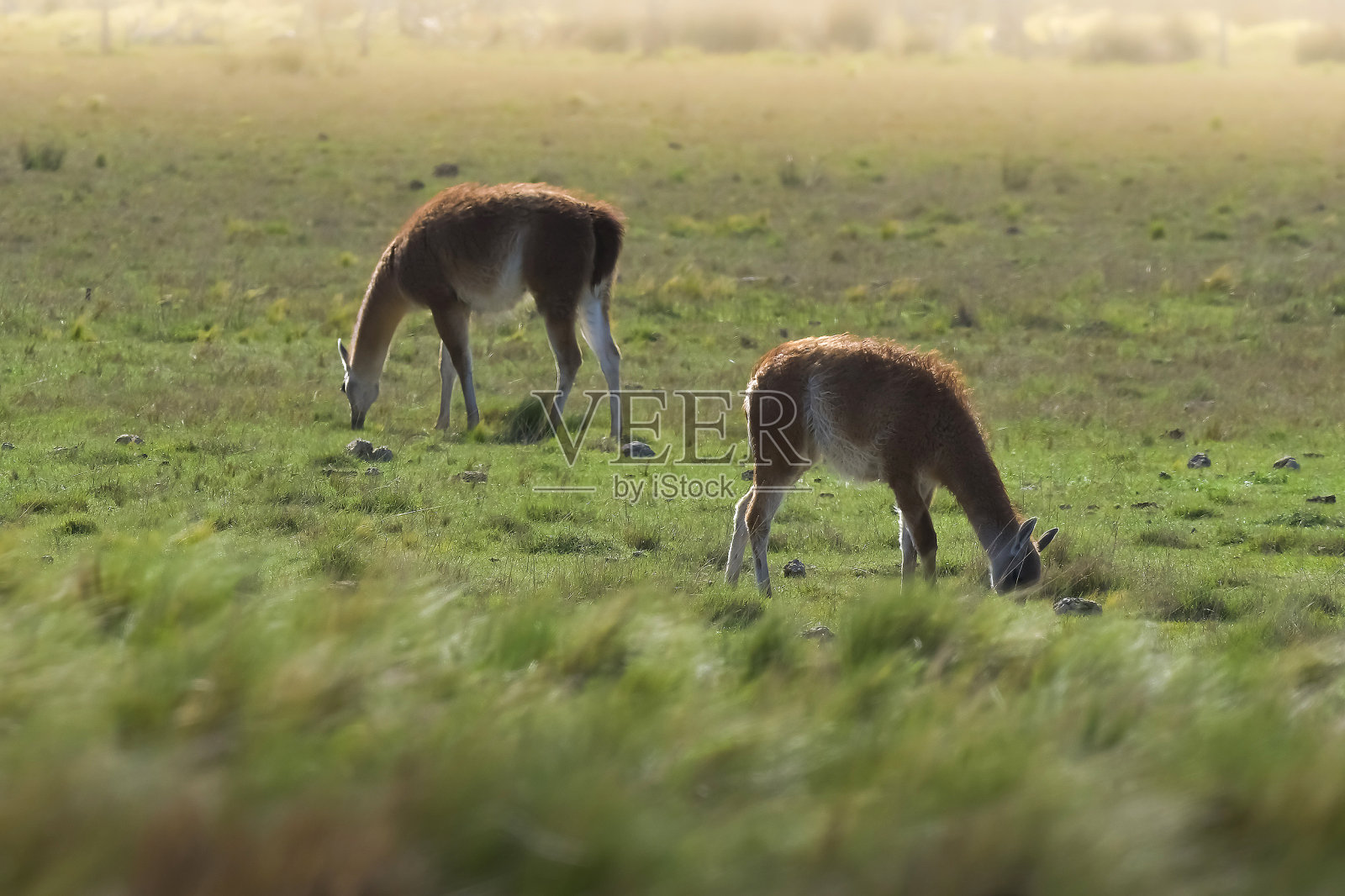 喇嘛动物，在潘帕斯草原环境，拉潘帕省，巴塔哥尼亚，阿根廷。照片摄影图片