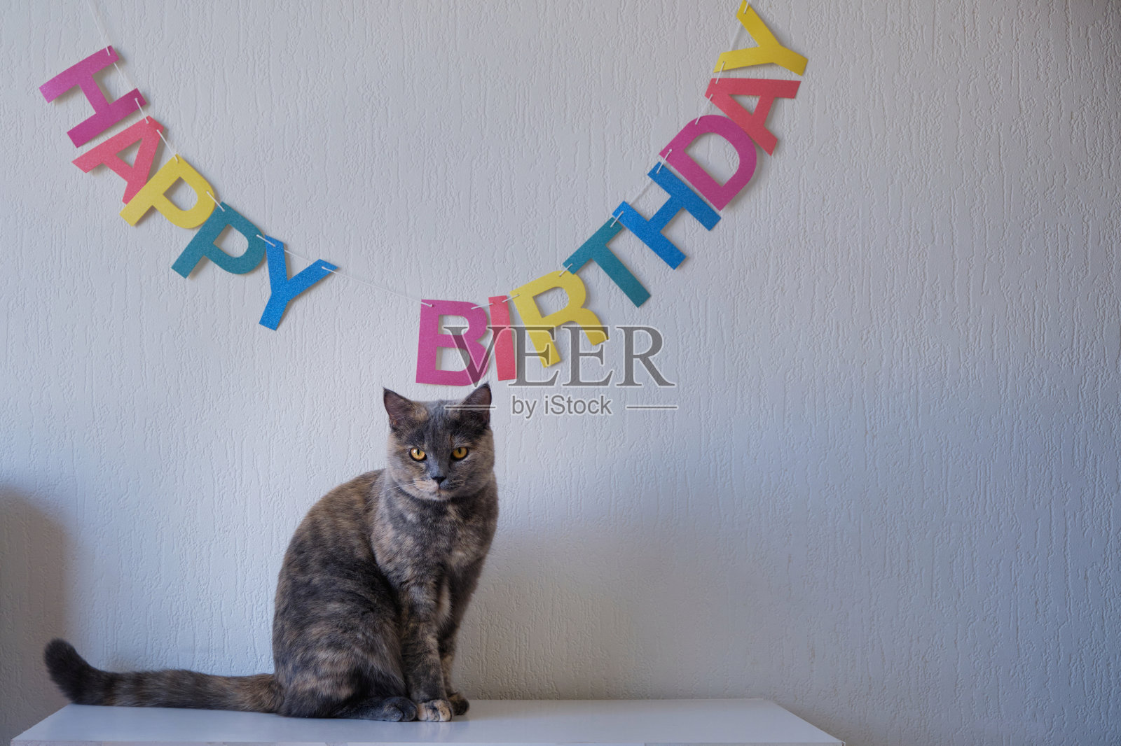 一只灰色的猫坐着看着相机的肖像照片摄影图片