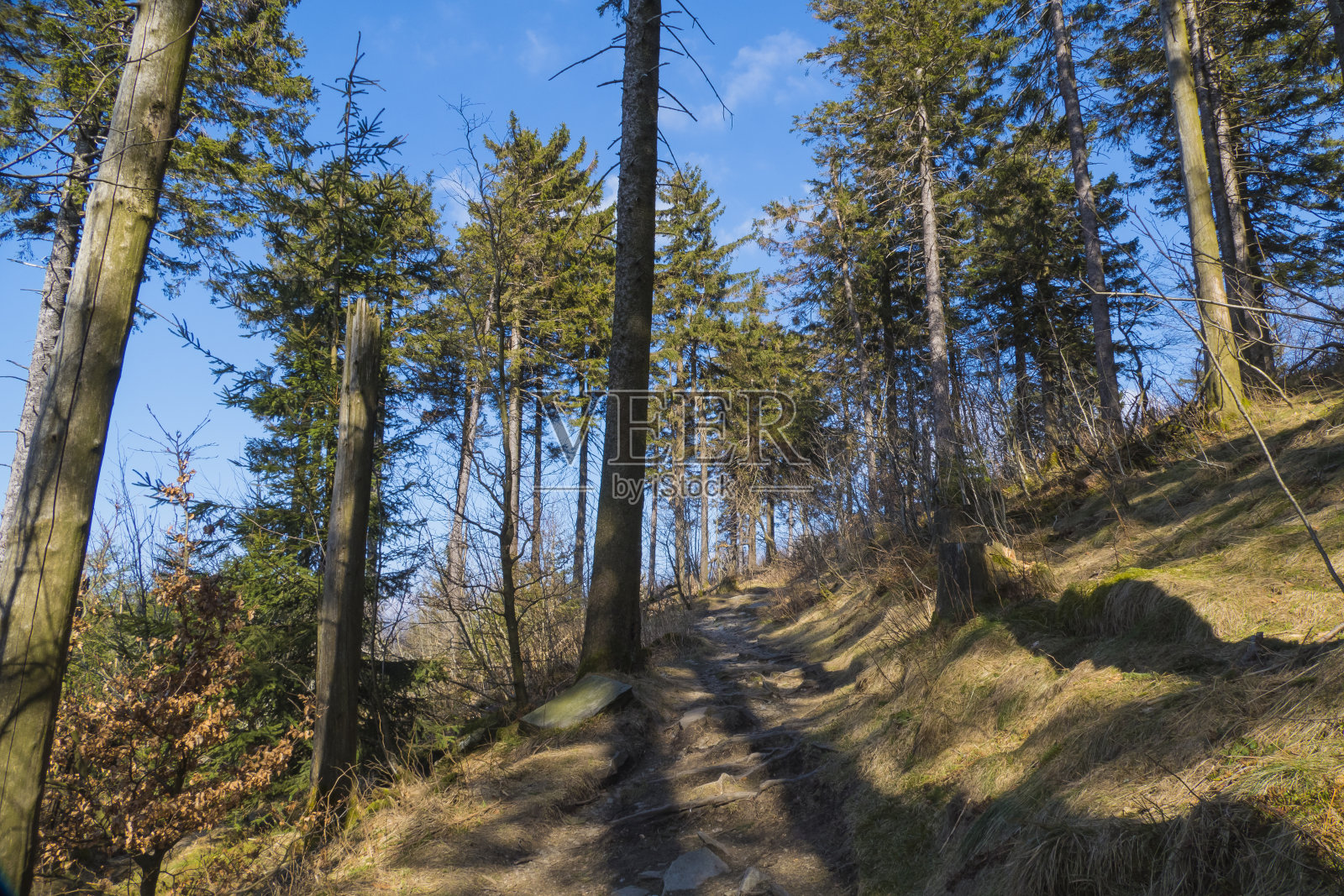穿过德国费尔德贝格山地森林的小路照片摄影图片