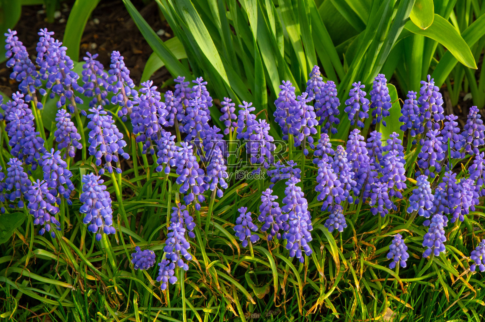 春天flowers-Howard县,印第安纳州照片摄影图片