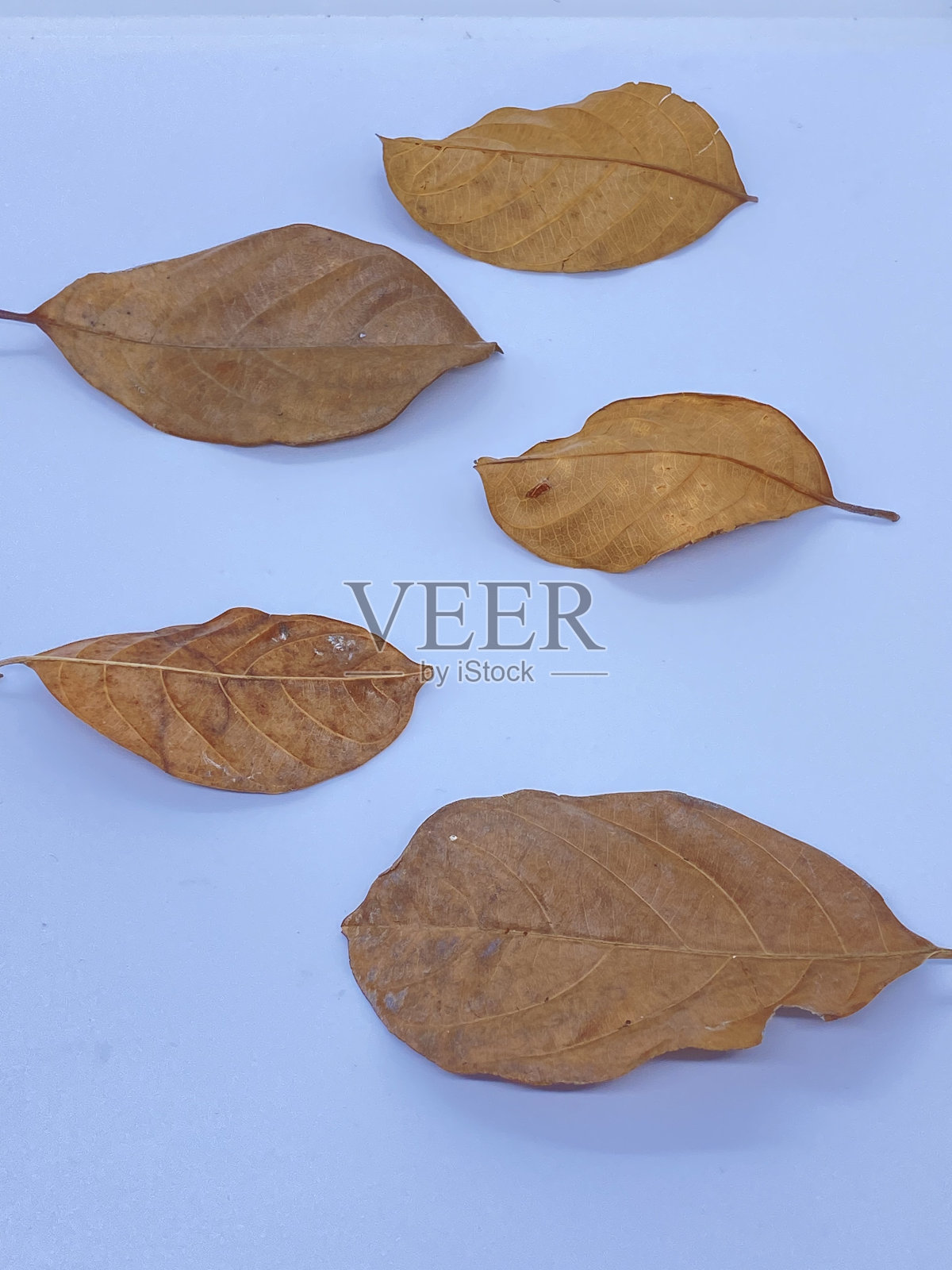 干叶子照片摄影图片