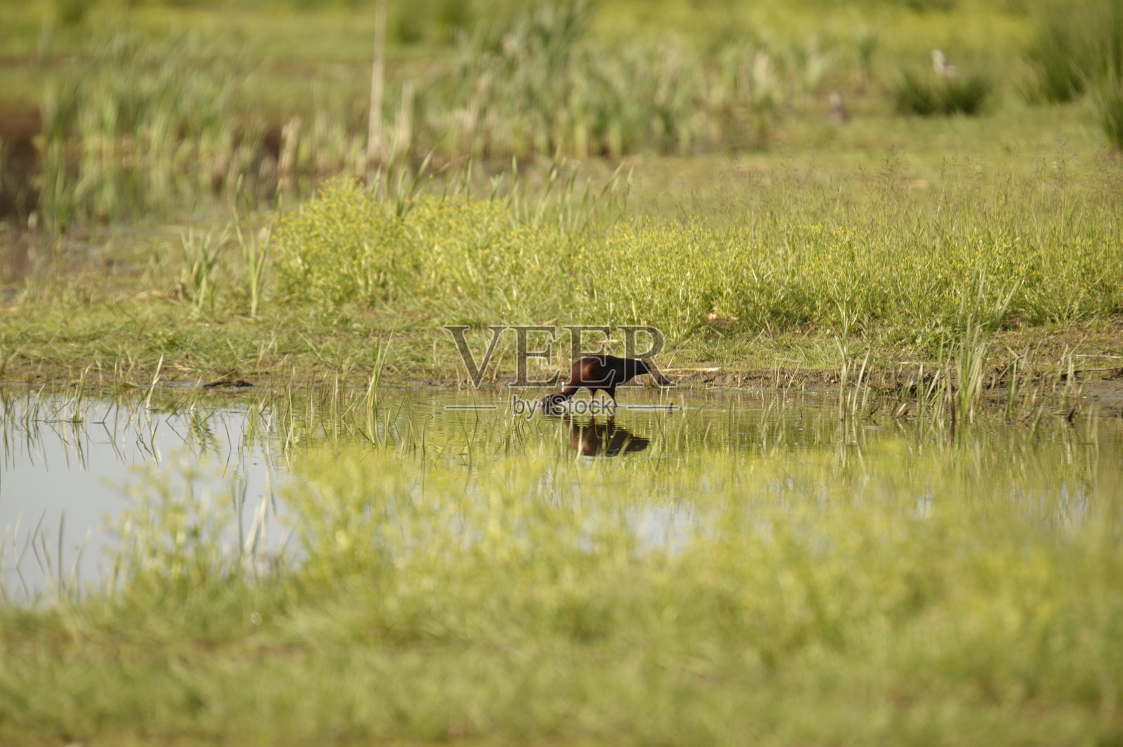 池塘里的动物照片摄影图片