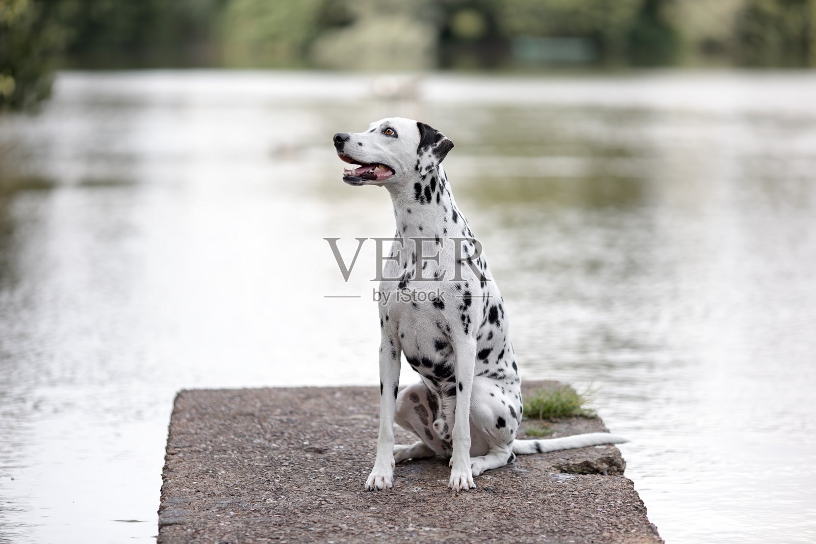 年轻的黑白斑点狗坐在平台上在自然照片摄影图片
