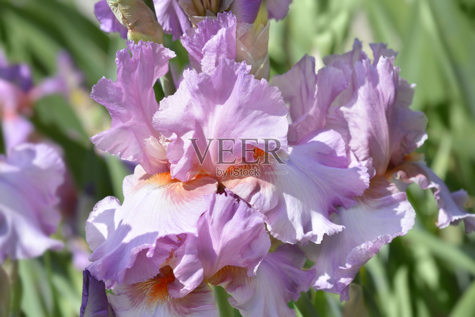 长着胡子的波斯鸢尾花照片摄影图片