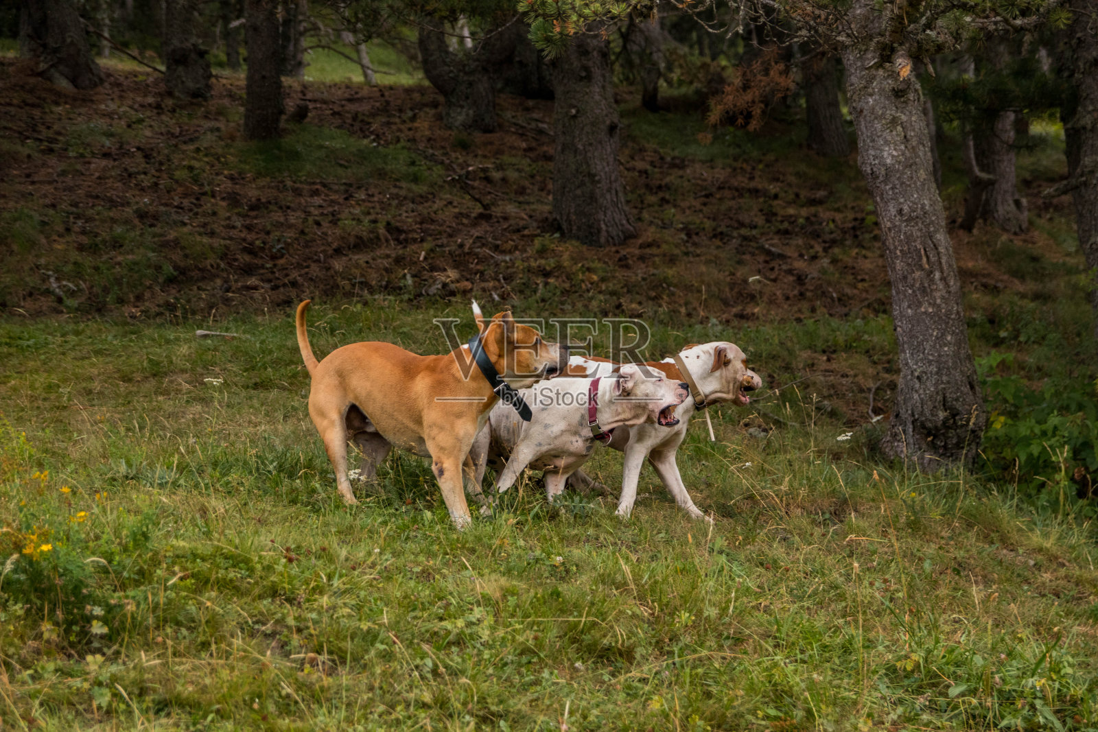 一群在山里拿着棍子玩耍的美国斯坦福狗照片摄影图片