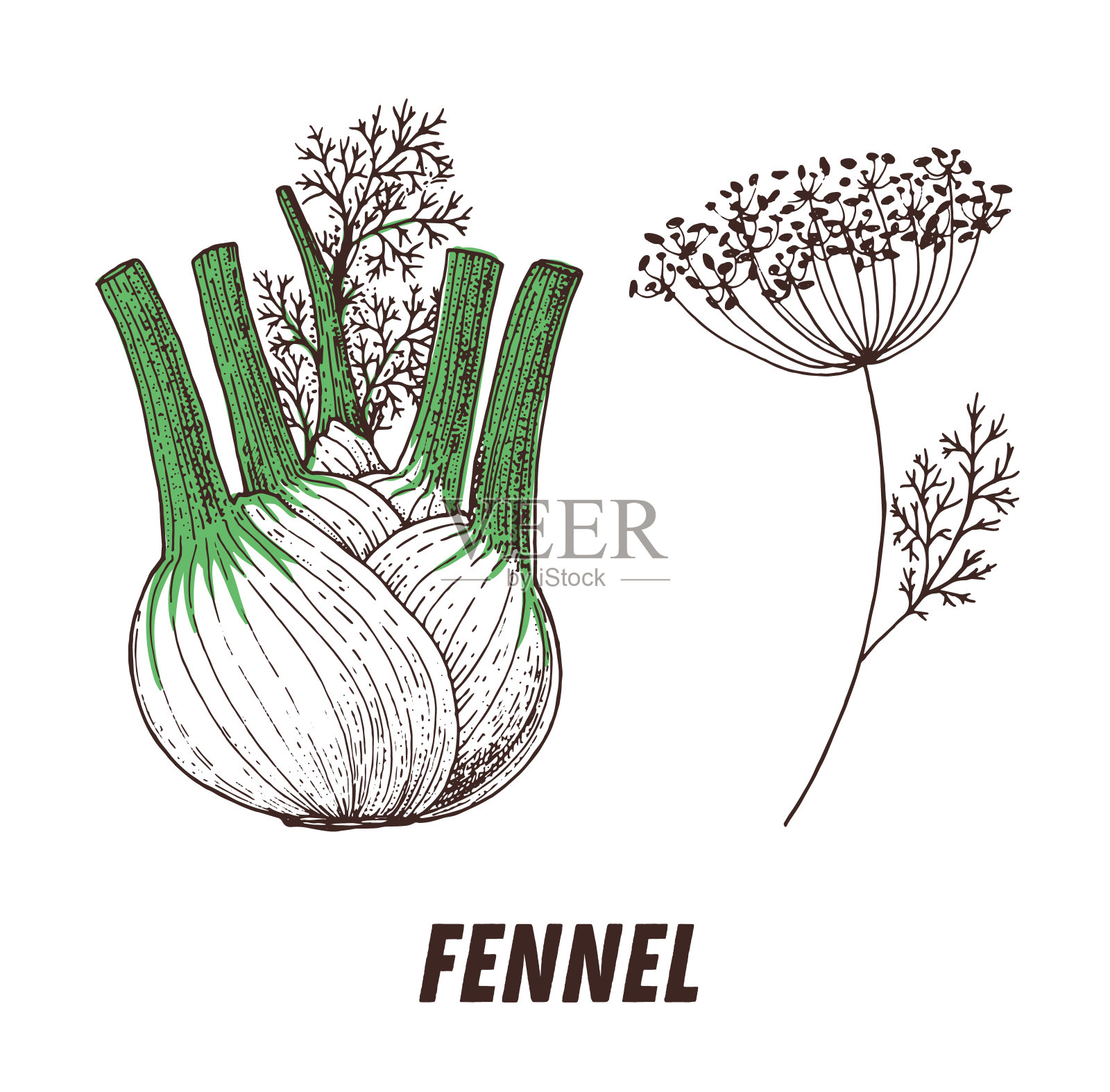 茴香灯泡草图。手绘矢量插图。雕刻的形象。茴香菜手绘草图。插画图片素材