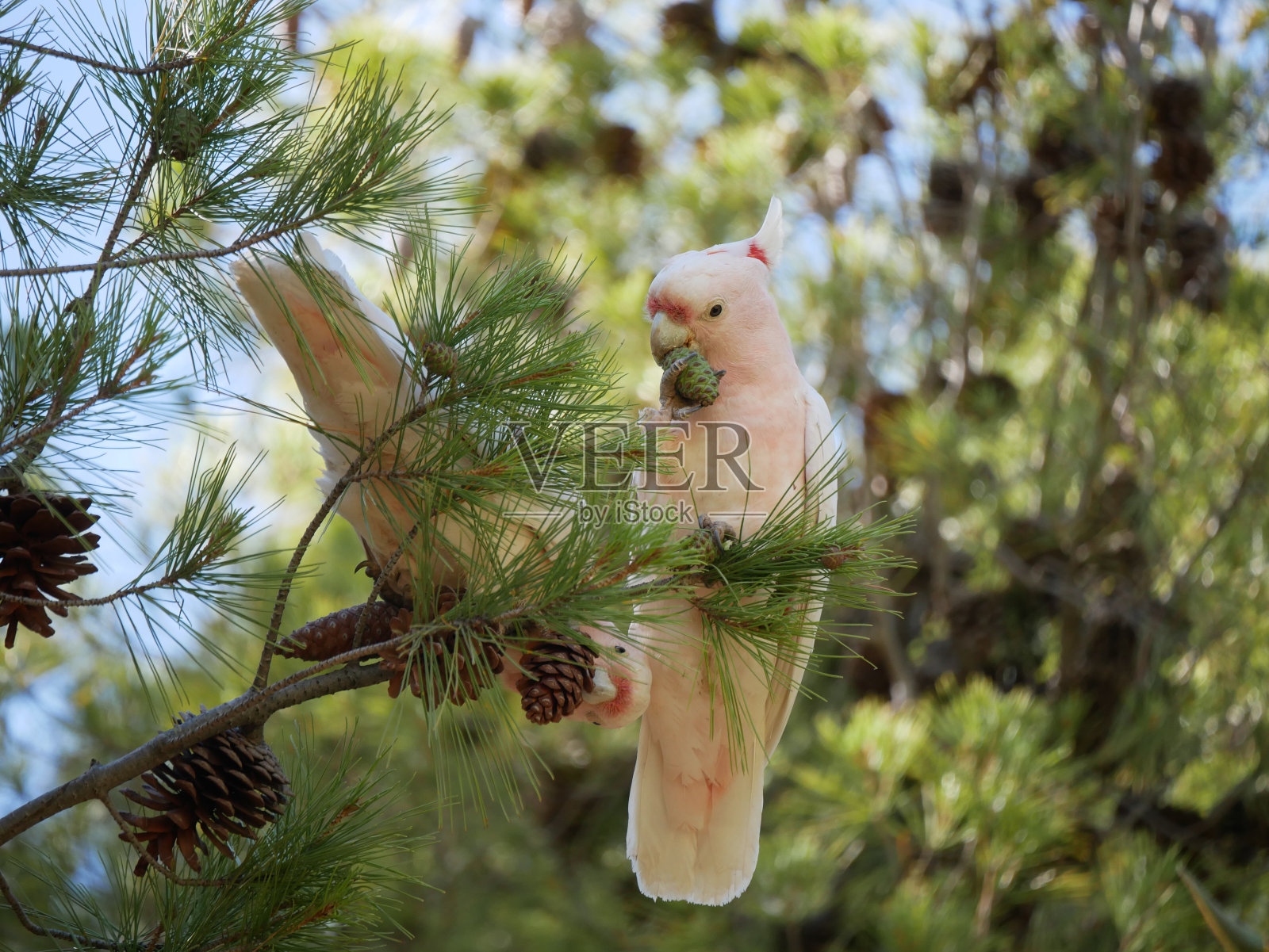 Major Mitchell 'Pink'凤头鹦鹉在吃东西照片摄影图片