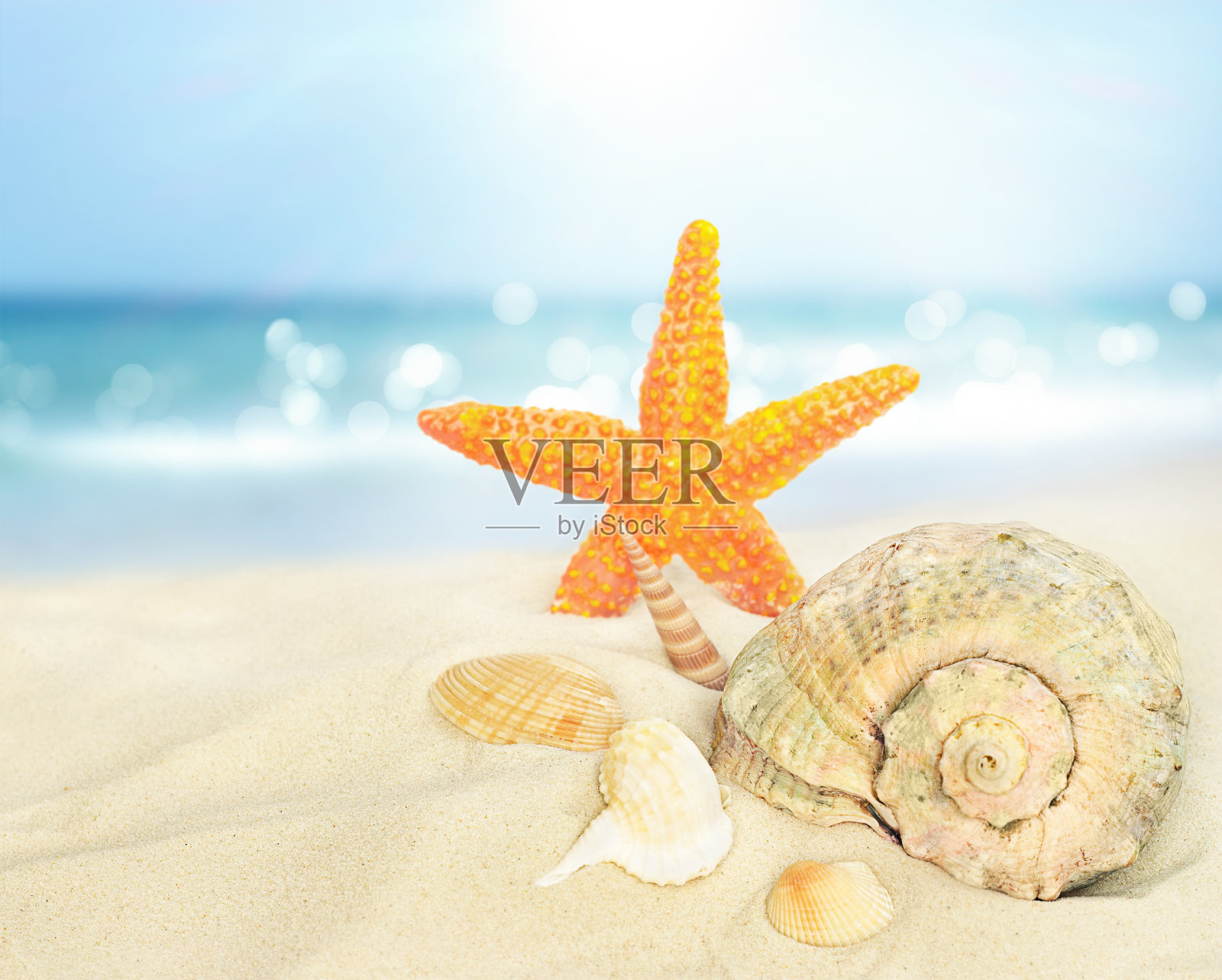 沙滩上的海星和贝壳照片摄影图片