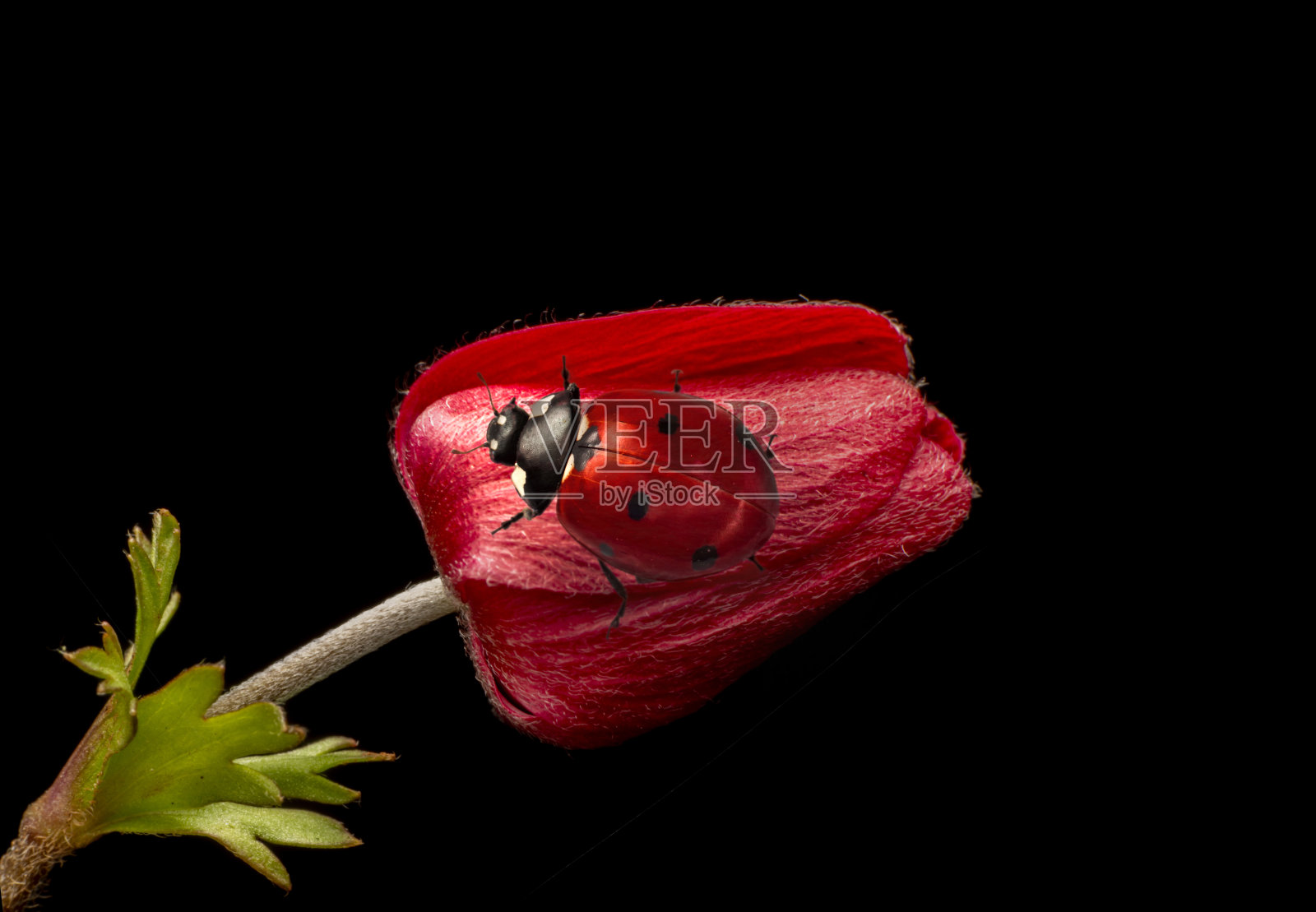 瓢虫叶离焦背景照片摄影图片