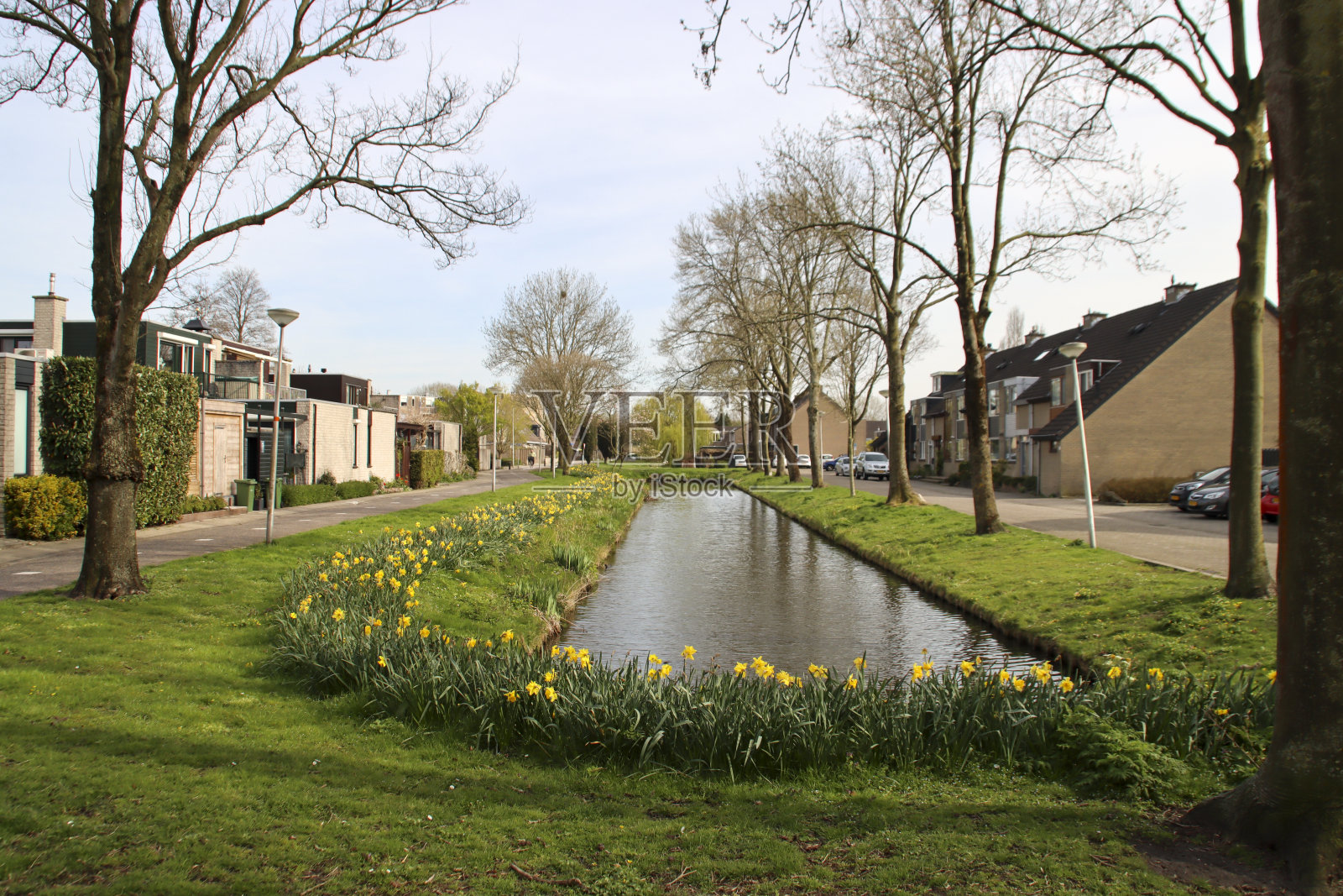 Nieuwerkerk aan den IJssel，水仙花沿着一条水渠照片摄影图片