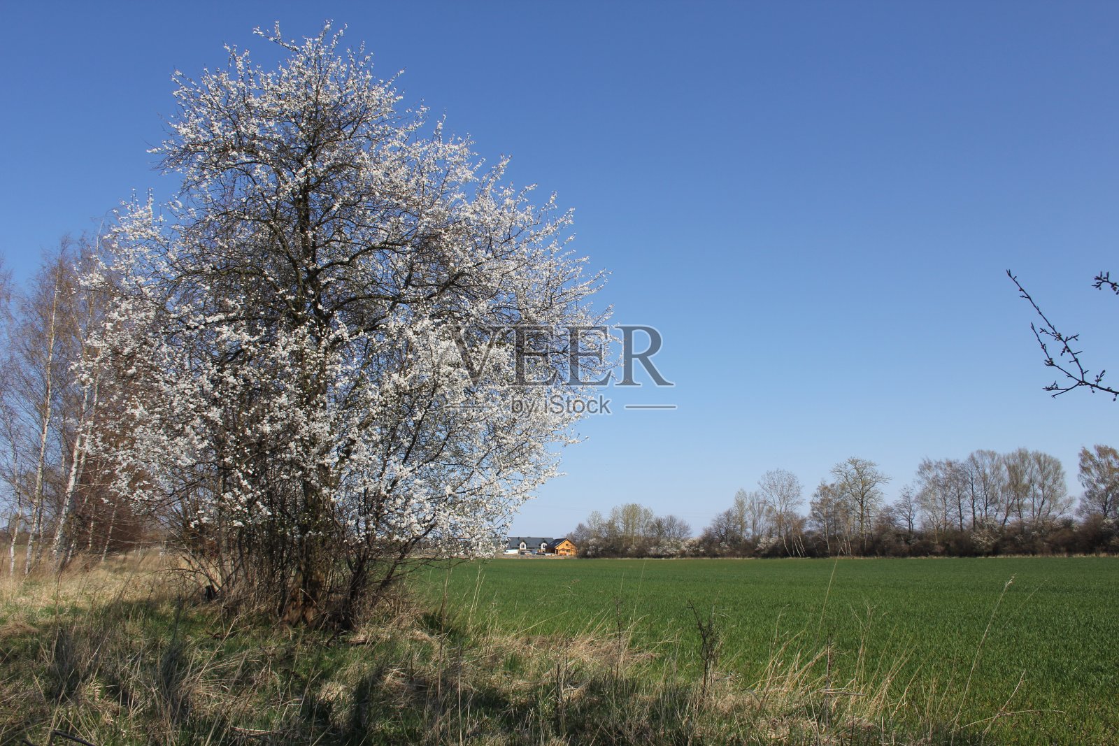 春天在Żuł带走照片摄影图片