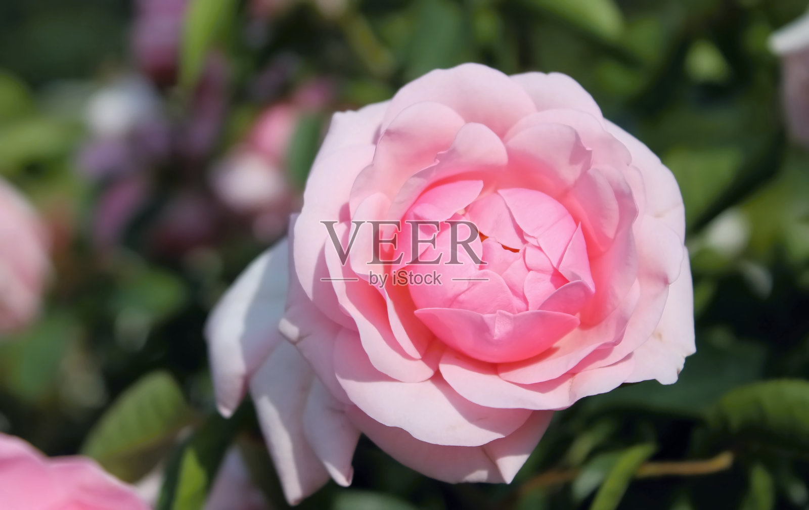 美丽的粉色玫瑰照片摄影图片