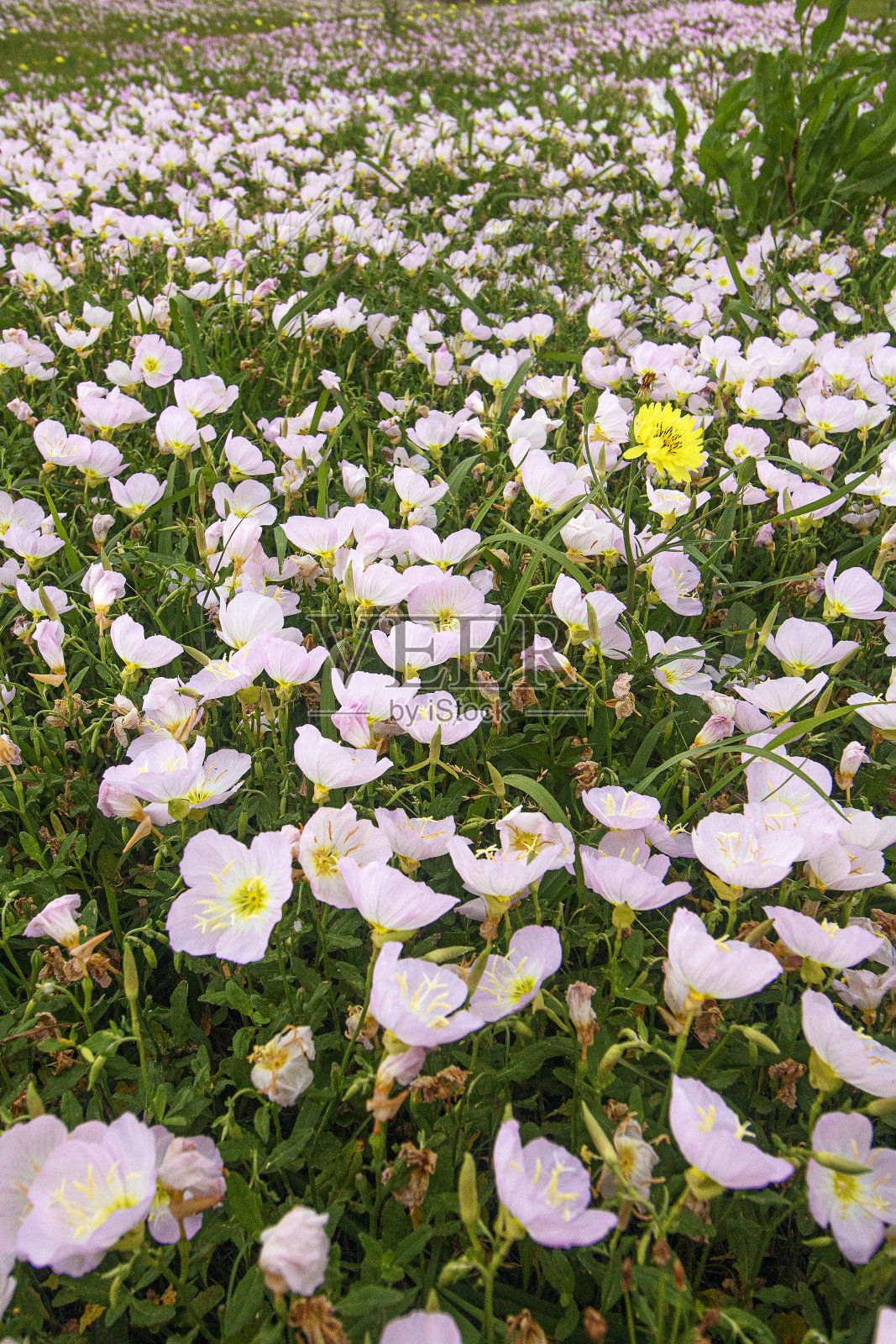 粉色的樱草照片摄影图片