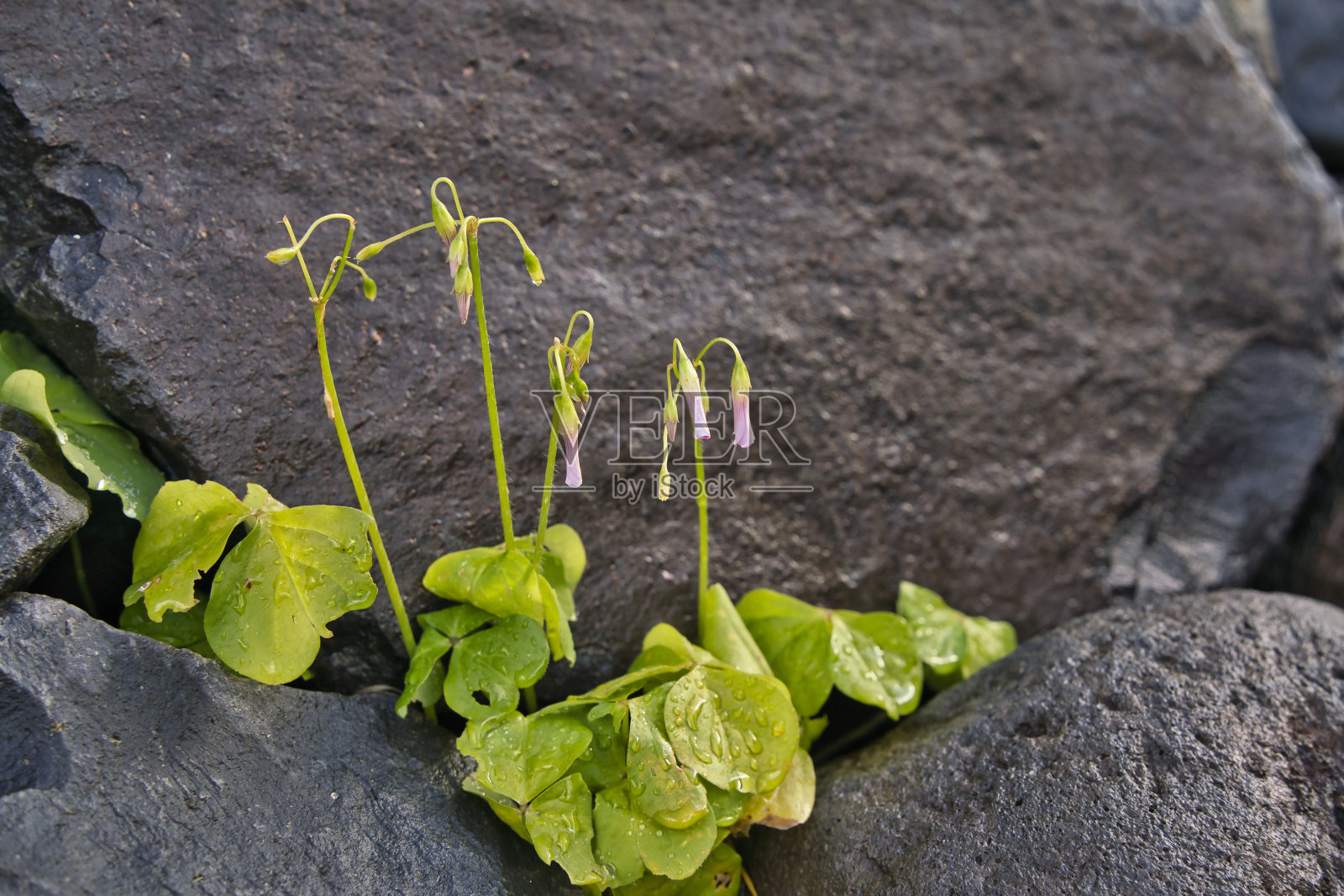 花的酢浆草，也被称为大花粉红酢浆草，或粉红色木酢浆草，属于草科，葡萄牙马德拉照片摄影图片