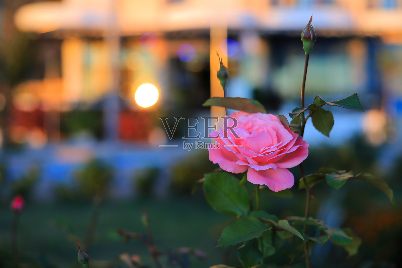 花粉红玫瑰生长在城市的花坛上照片摄影图片