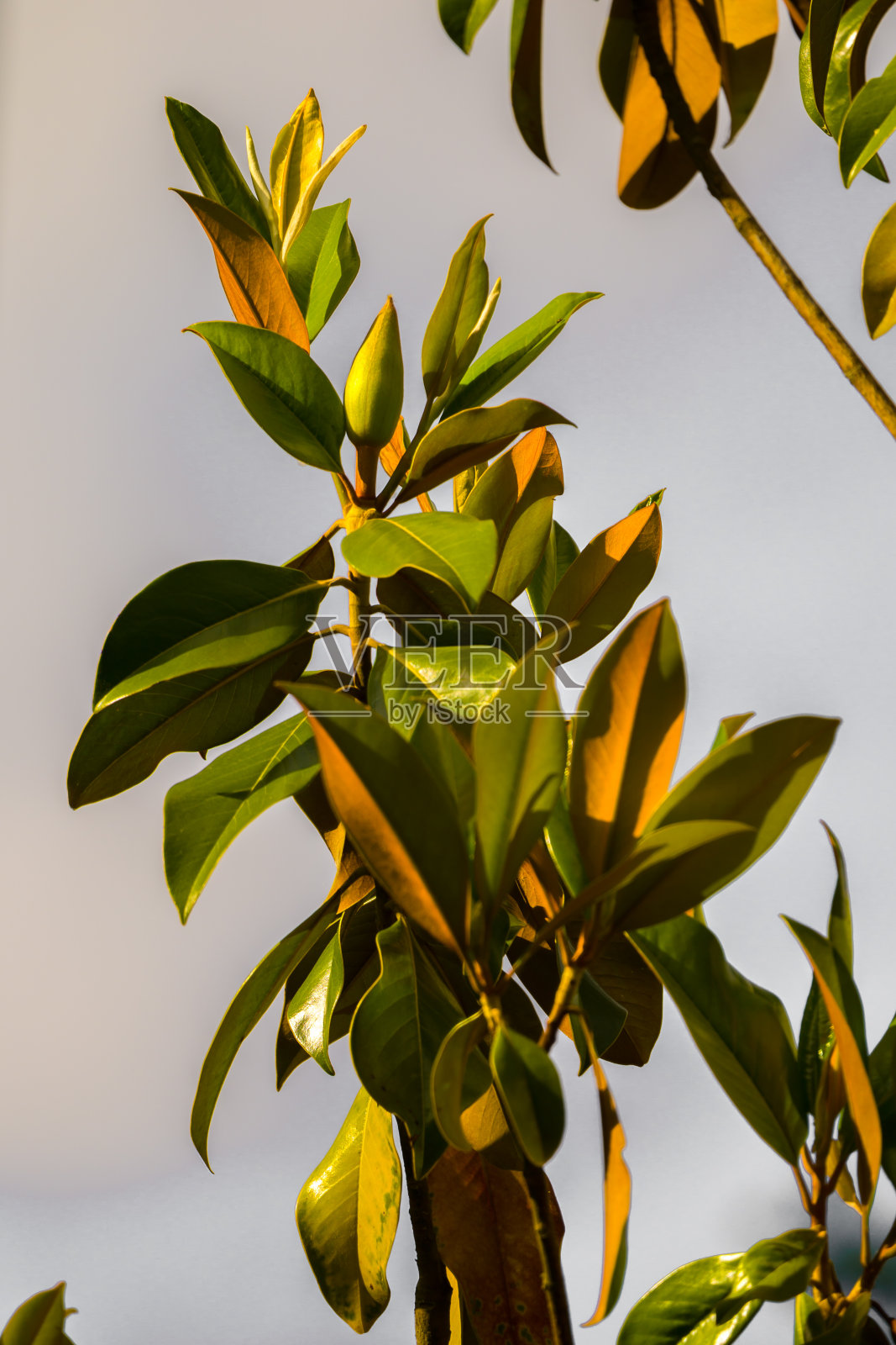 有芽的常绿木兰枝照片摄影图片