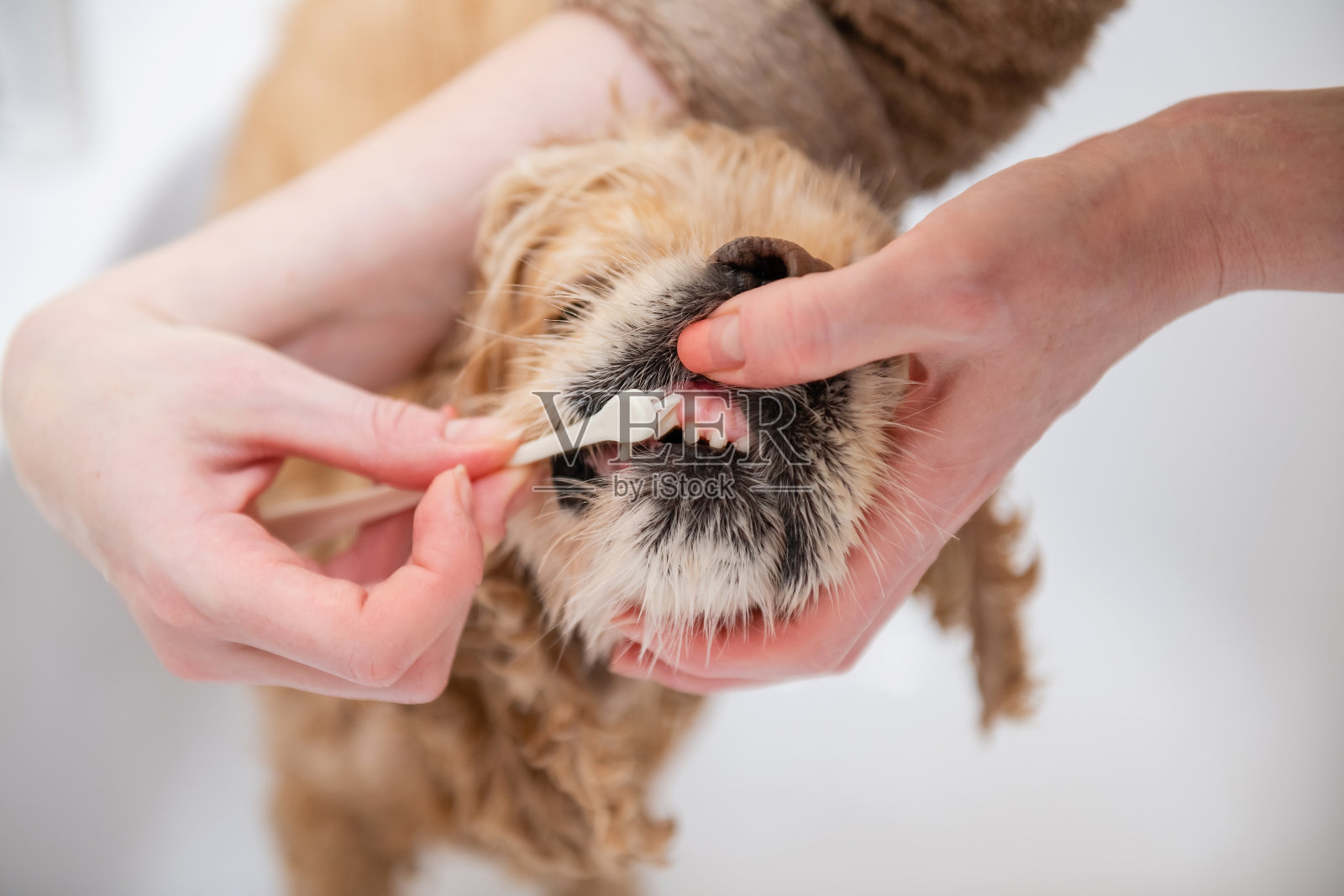女性用手给她的狗刷牙，特写。照片摄影图片