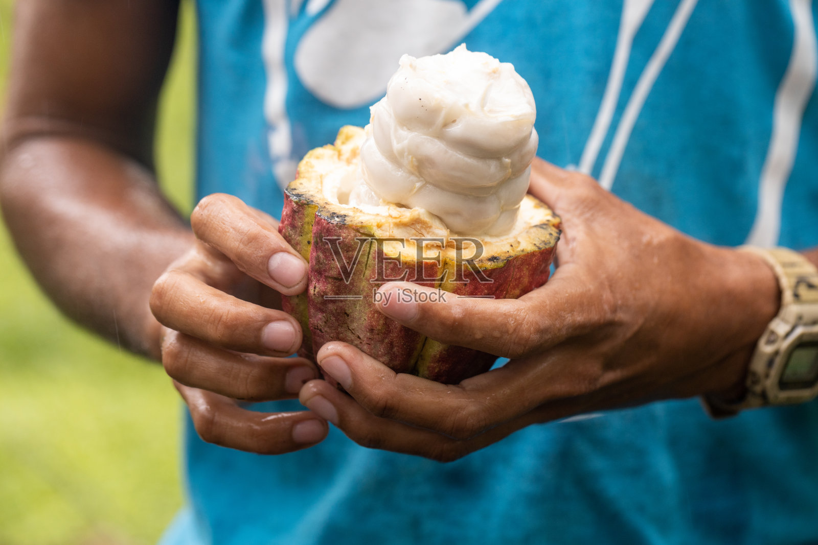 一个种植者拿着被切成两半的可可果实，可以看到覆盖在种子上的果肉照片摄影图片