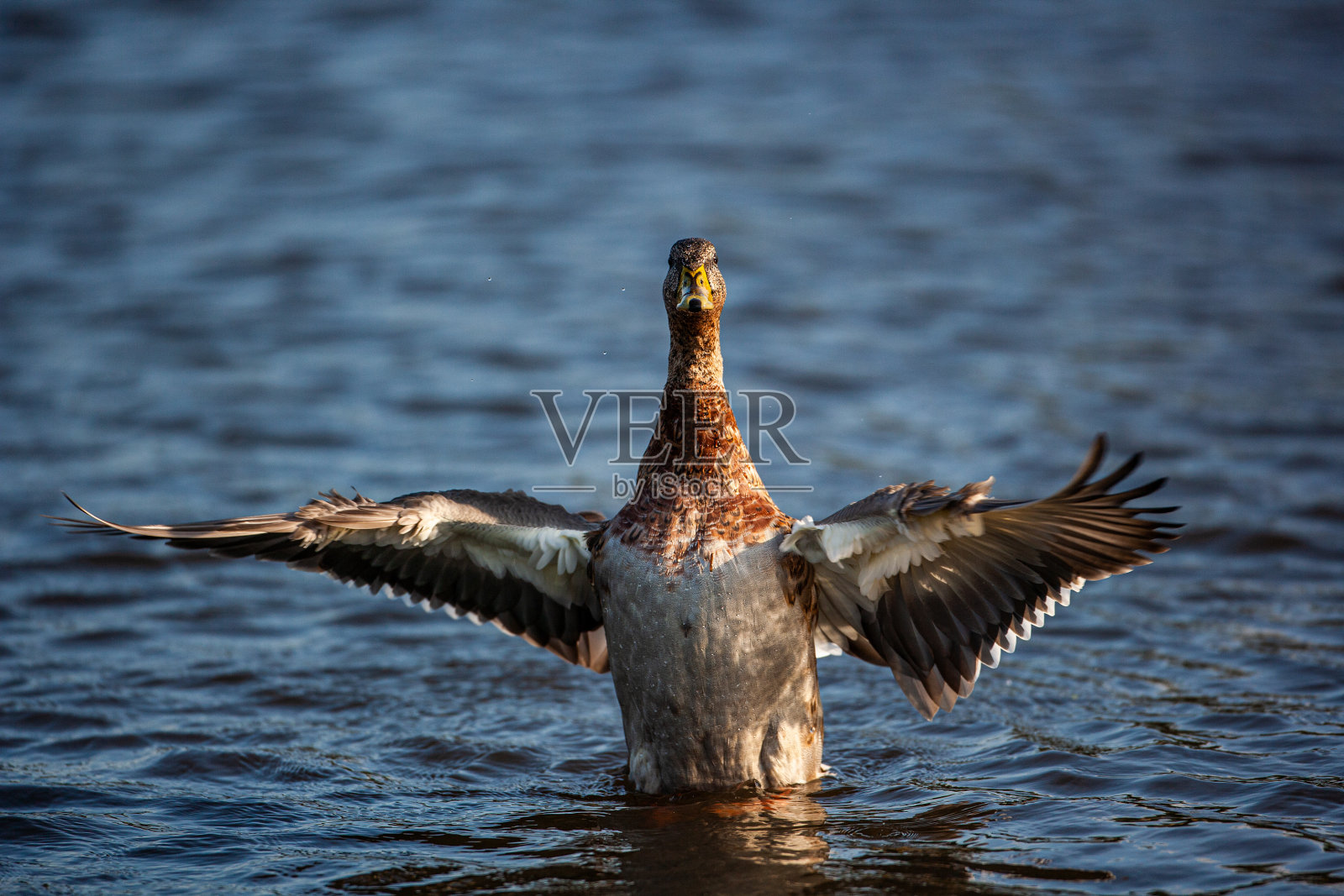 一只野鸭拍打着翅膀飞离了伦敦照片摄影图片