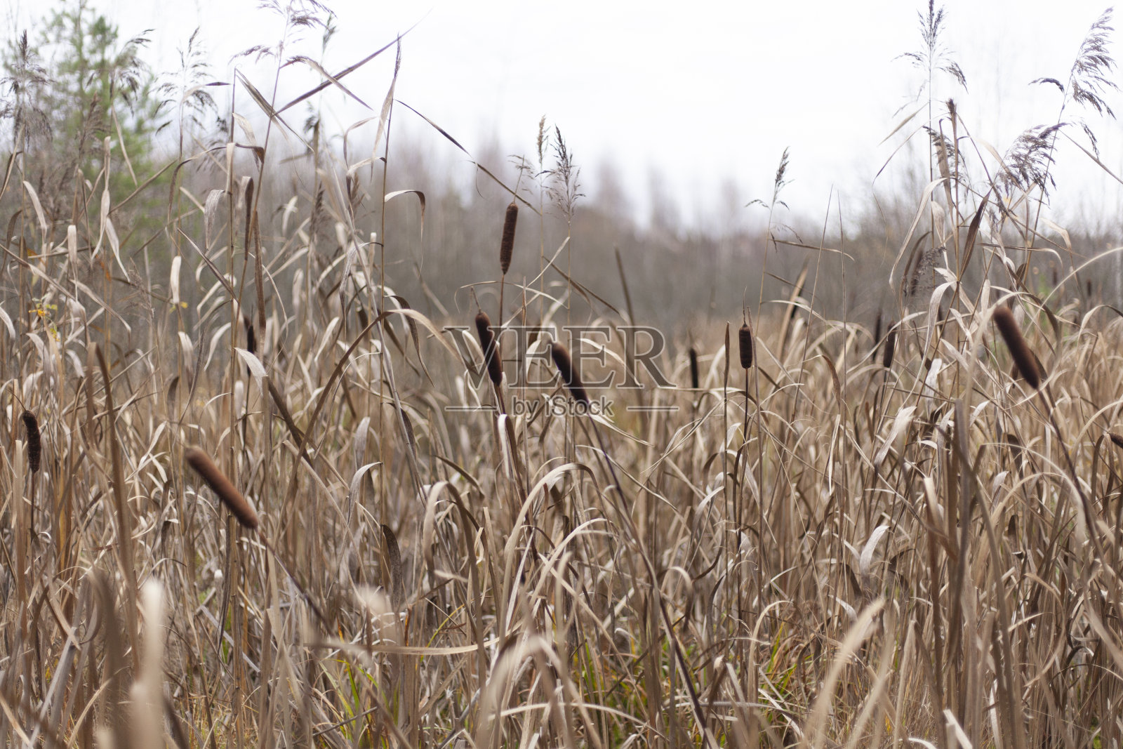 在沼泽芦苇。植物在秋季。照片摄影图片