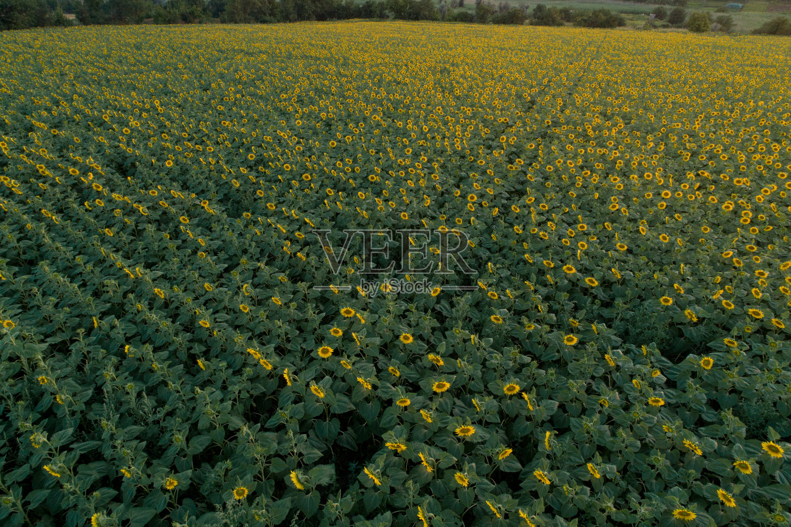夕阳下盛开的向日葵。照片摄影图片