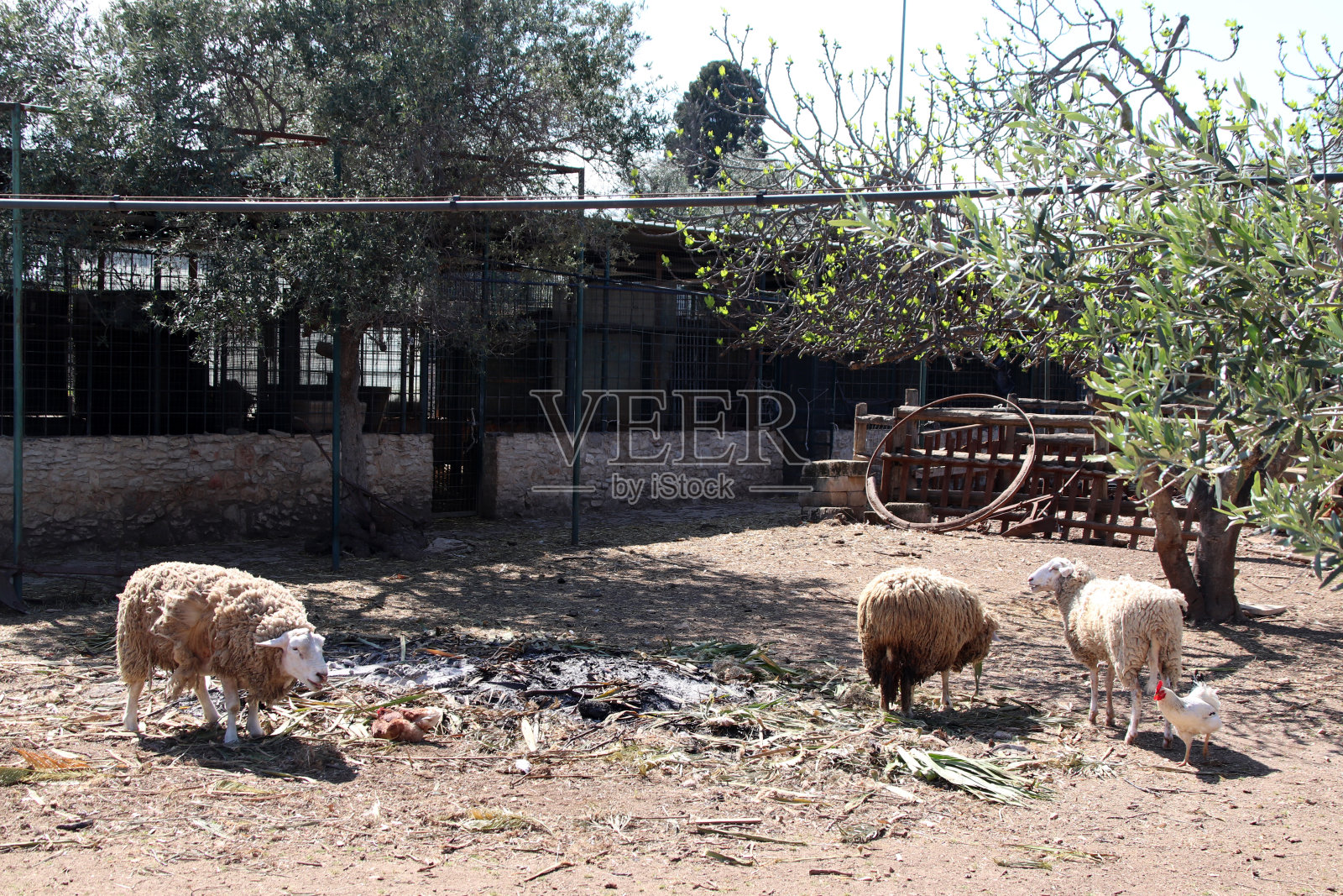 特拉尼(戈尔加喇嘛)照片摄影图片