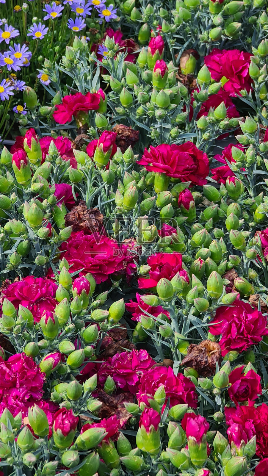 Euroflora是意大利的花节照片摄影图片