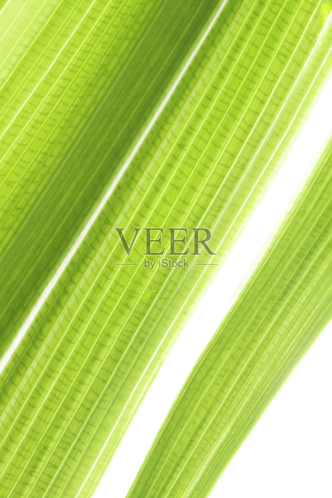 绿叶的全帧镜头。树叶的纹理和图案。垂直的照片。照片摄影图片