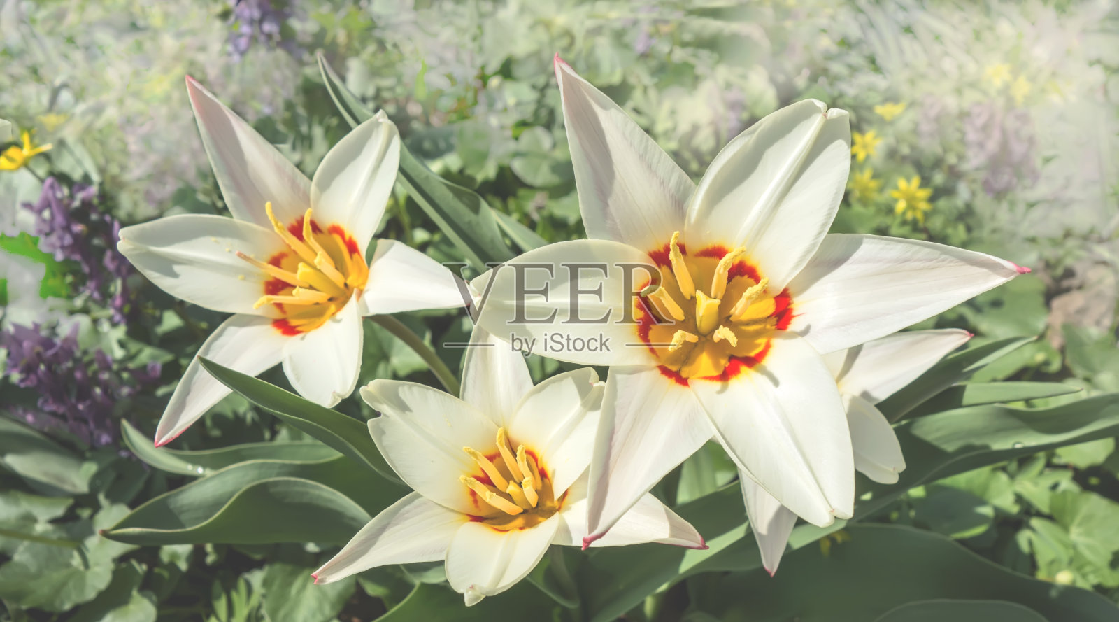 白色、紫色、蓝色的春花在花园里，复制空间照片摄影图片