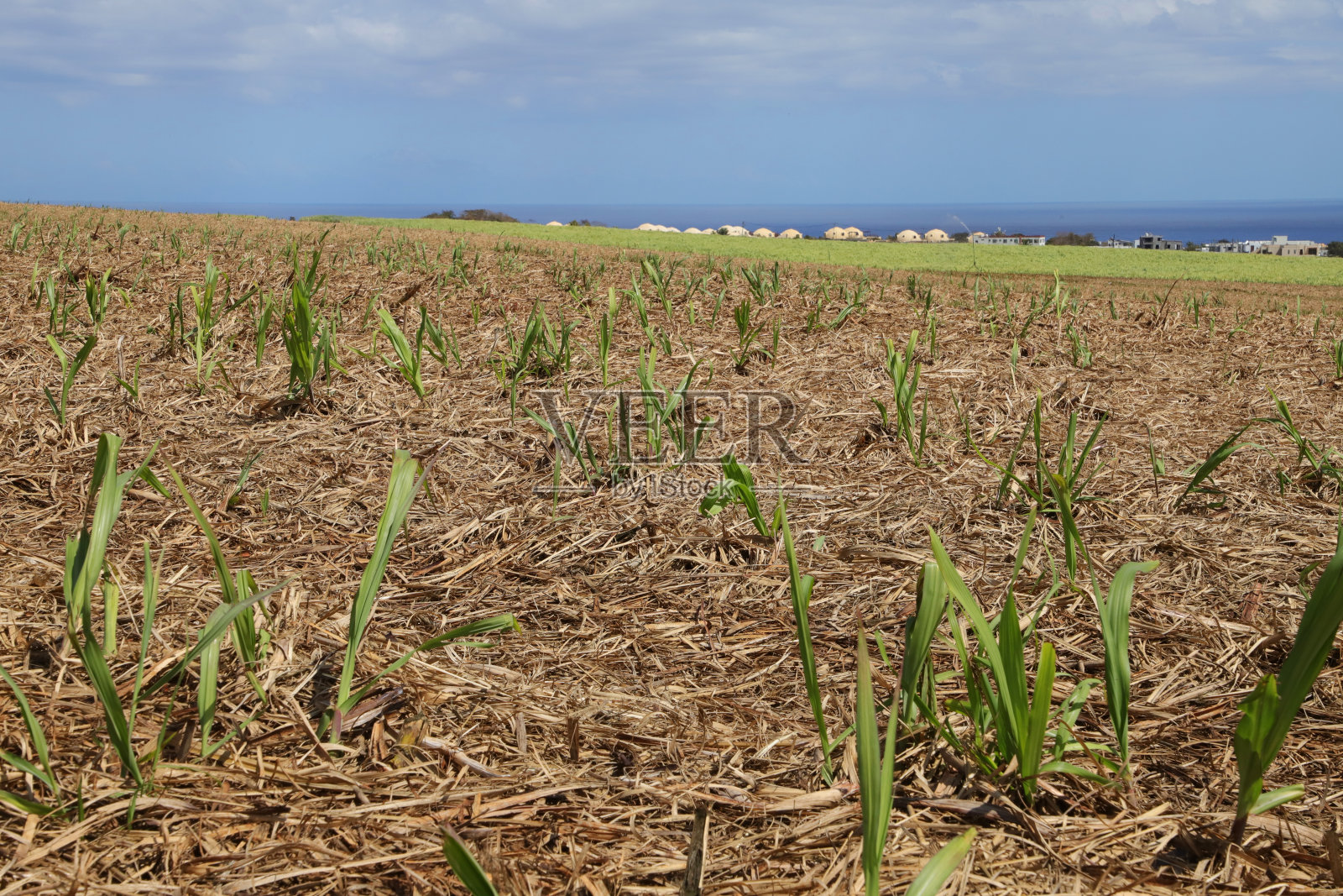 在阿尔比恩，毛里求斯，印度洋，非洲地区的景观照片摄影图片