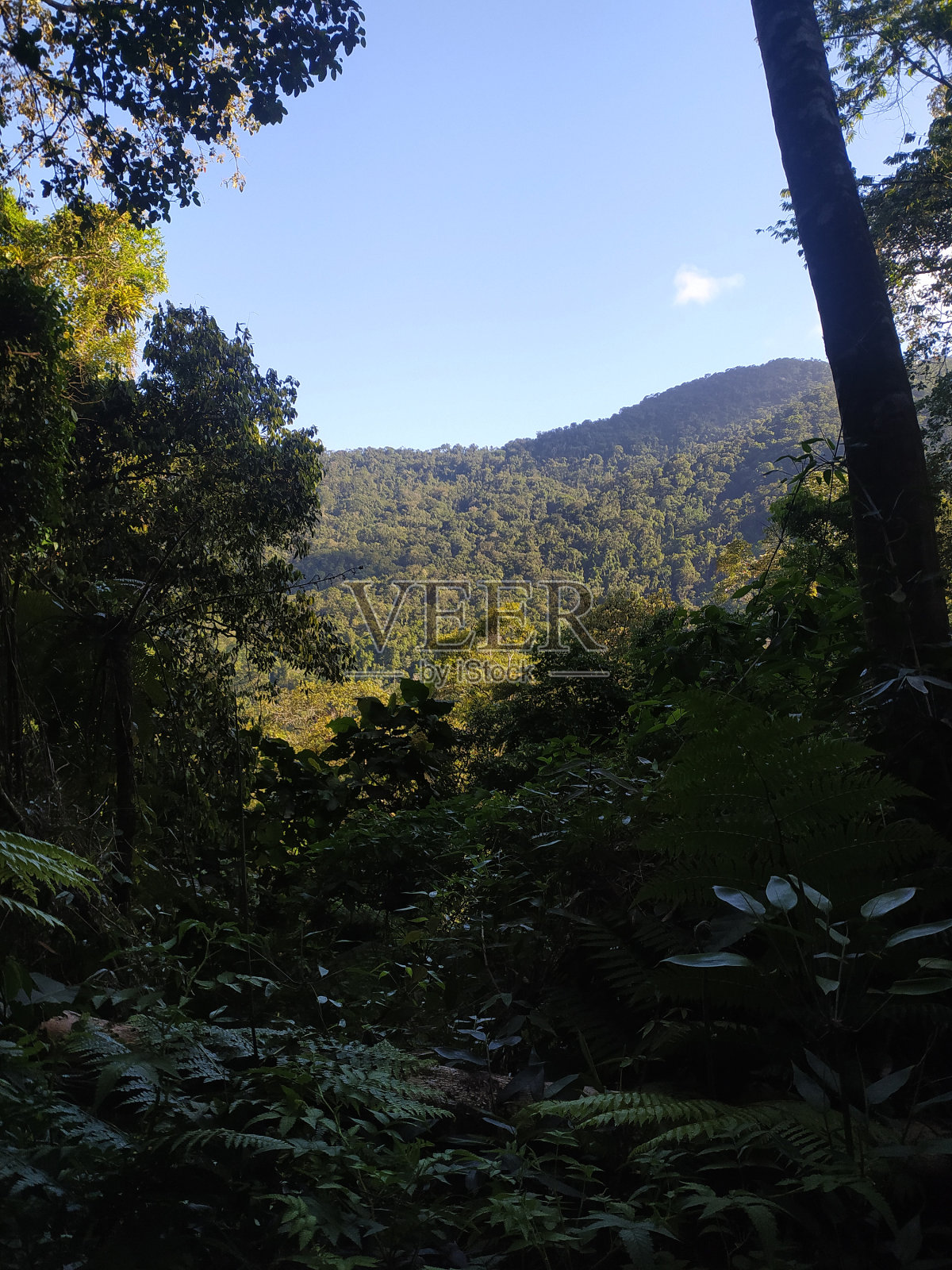 夏日中的大西洋雨林景观照片摄影图片
