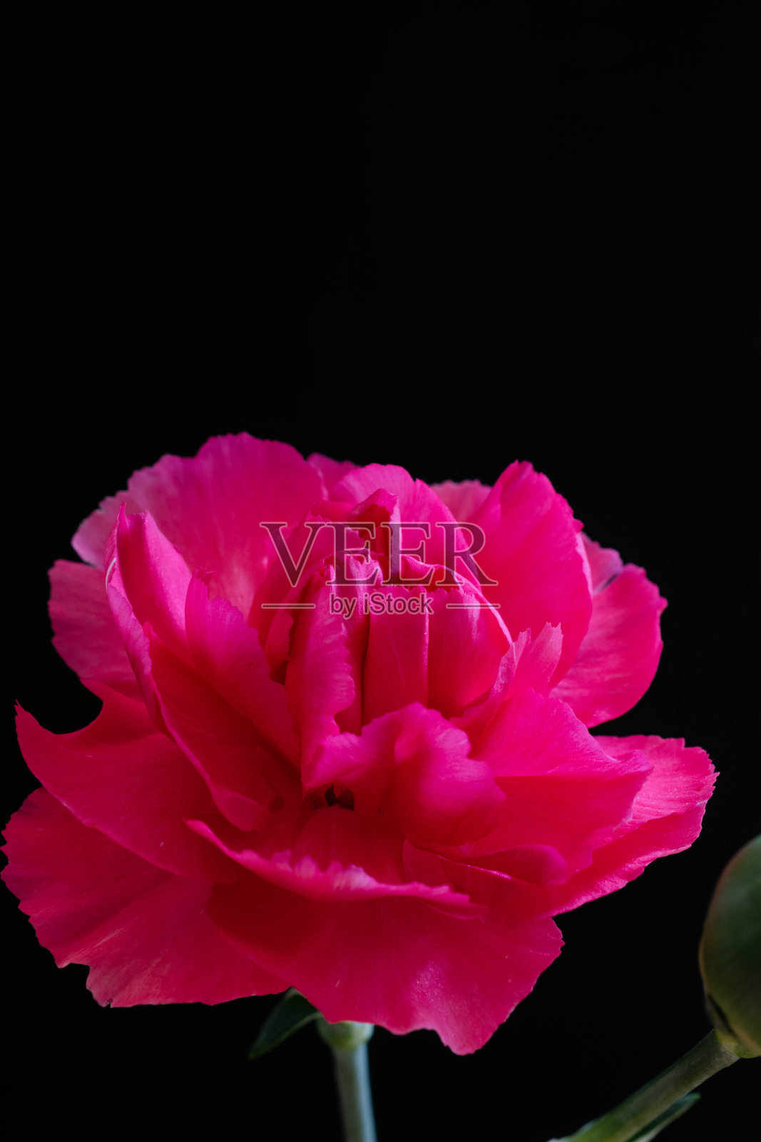 粉红色康乃馨的背景照片摄影图片