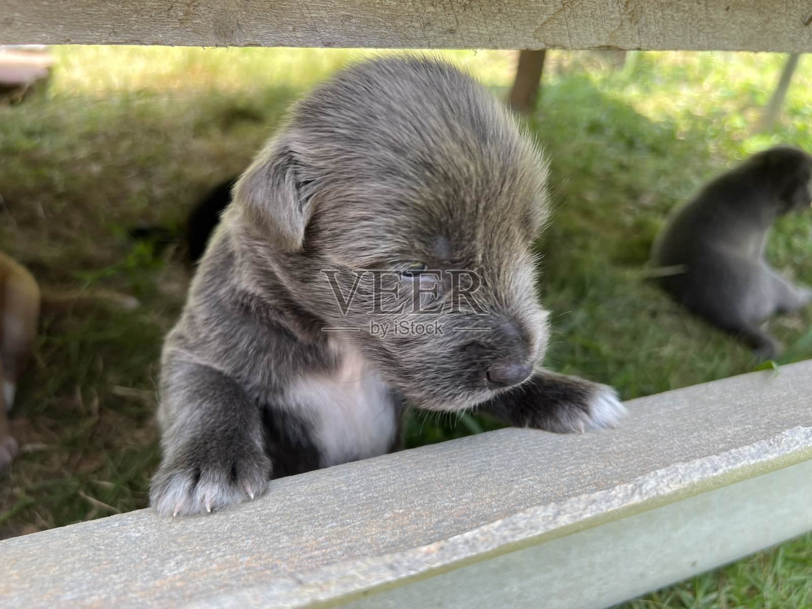 找东西照片摄影图片