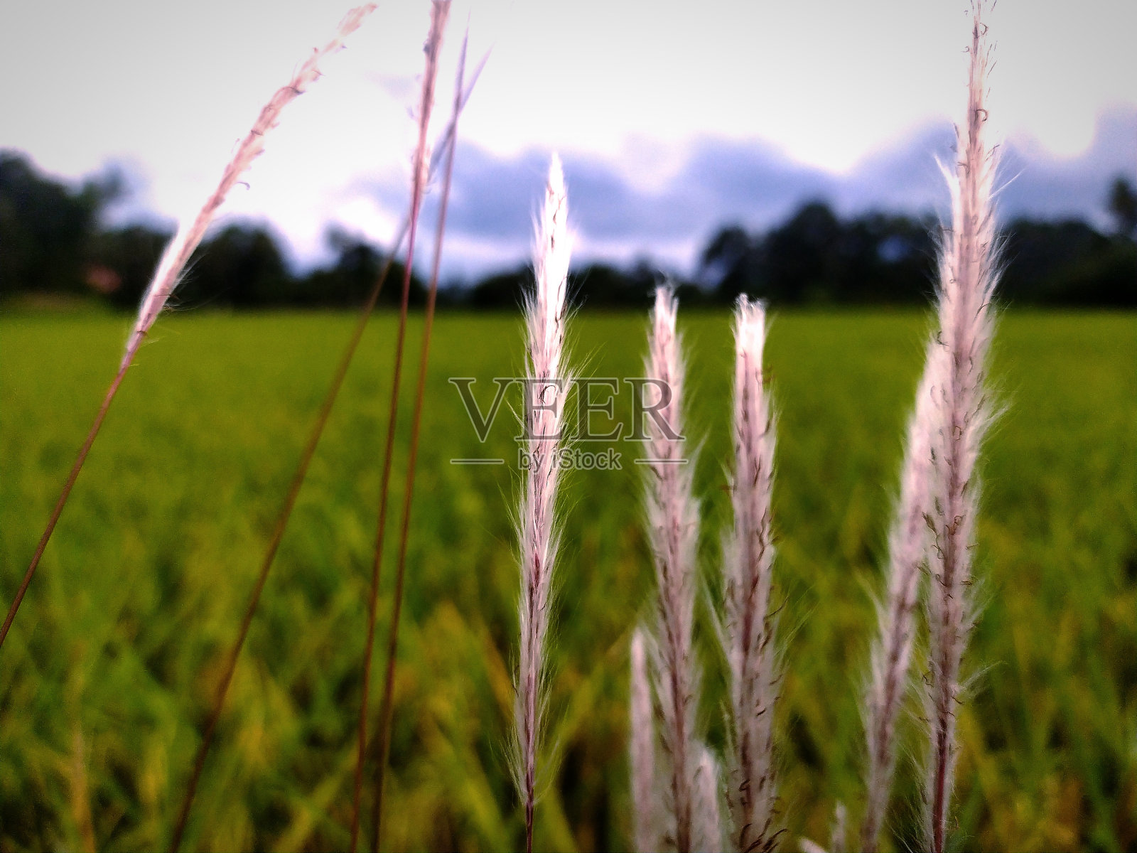 野生植物照片摄影图片