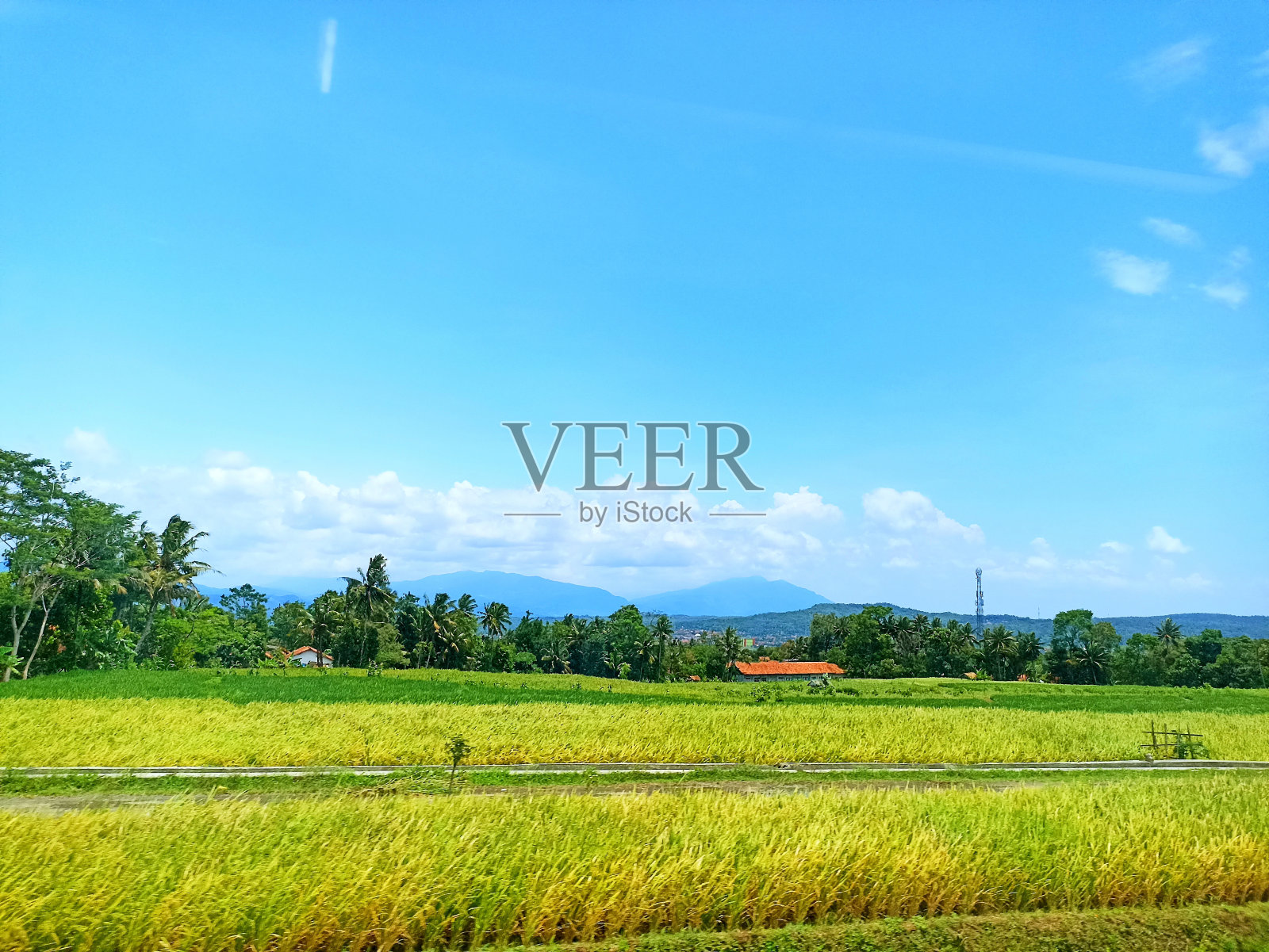 山和稻田的风景，在晴朗的天气和蓝天下，水稻开始变黄照片摄影图片