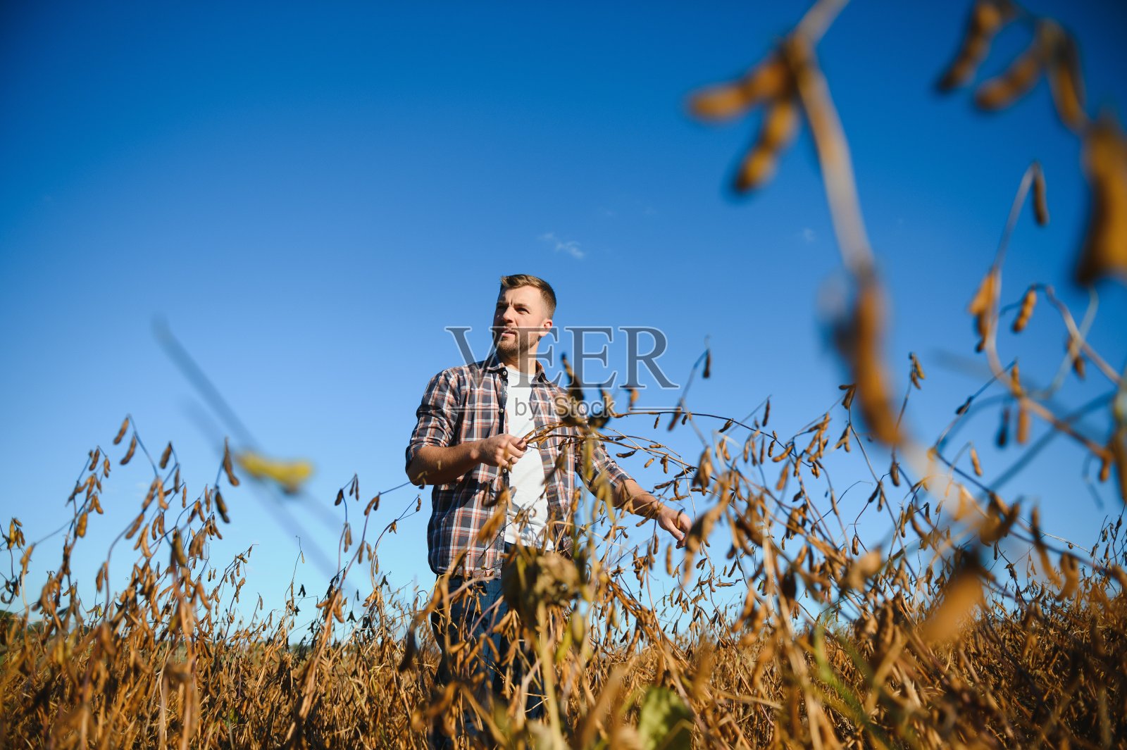 农学家在农田检查大豆作物-农业概念-农民在农场大豆种植园。照片摄影图片