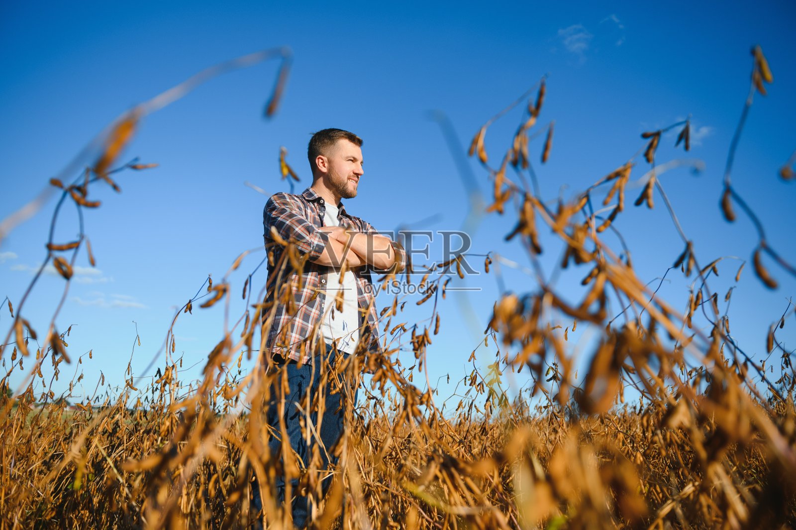 农民农艺师在大豆田检查收获前的作物。有机食品生产与种植。照片摄影图片