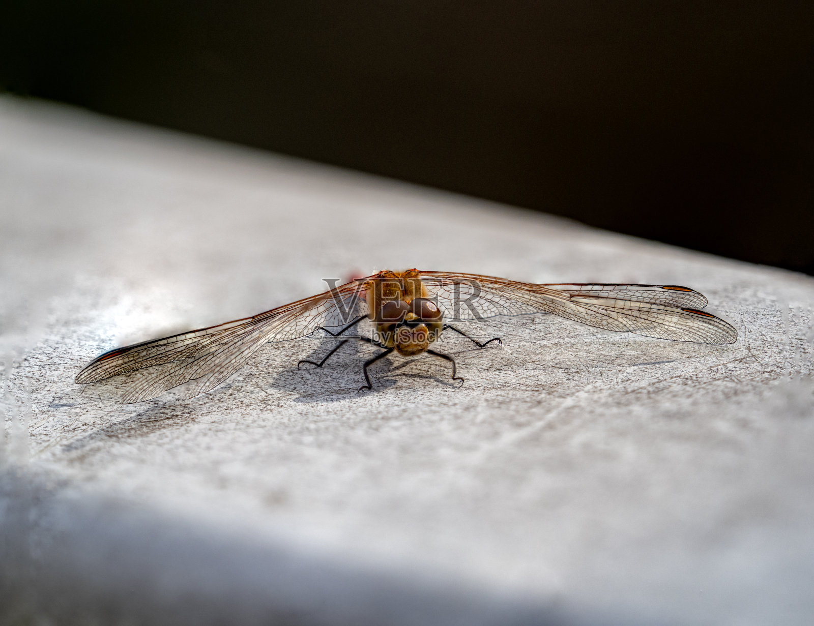 日本横滨附近的栏杆上，一只秋飞镖蜻蜓的微距镜头照片摄影图片