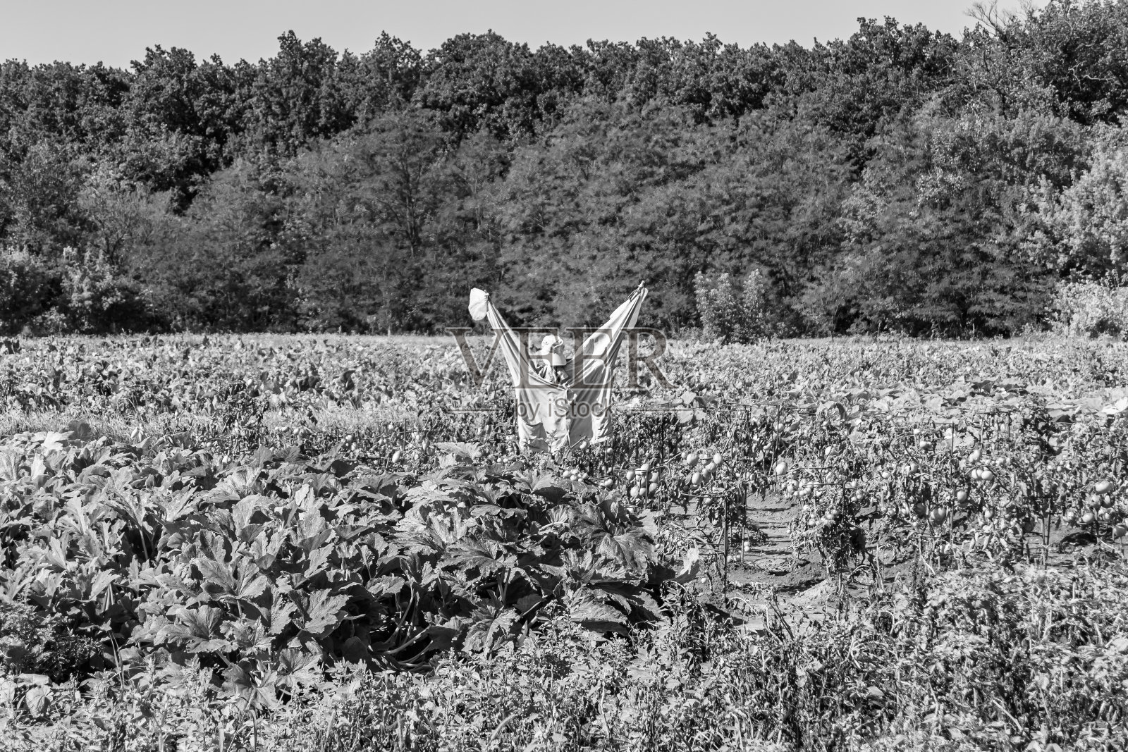 花园里可怕的稻草人吓退了饥饿的鸟儿照片摄影图片