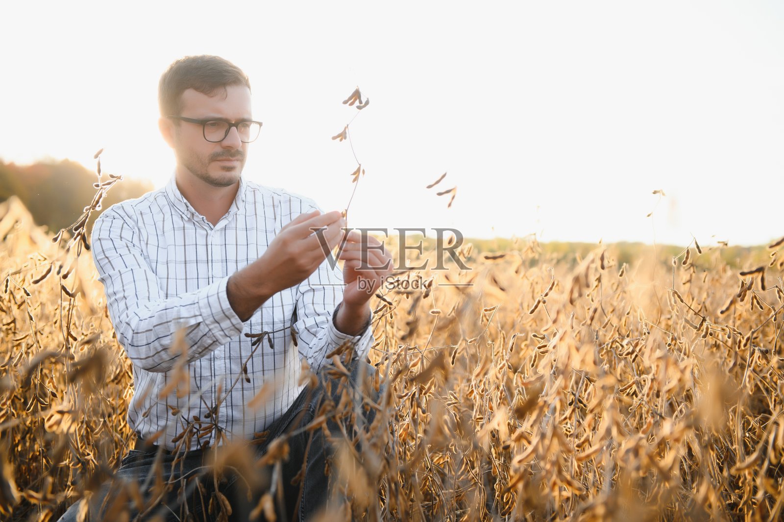 农民农艺师在大豆田检查收获前的作物。有机食品生产与种植。照片摄影图片