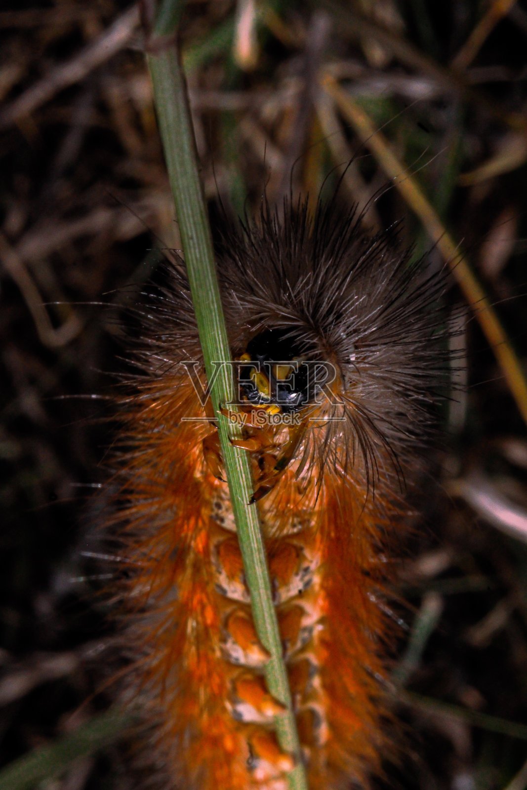 微距拍摄的盐沼蛾(mene acrea)在树枝上照片摄影图片
