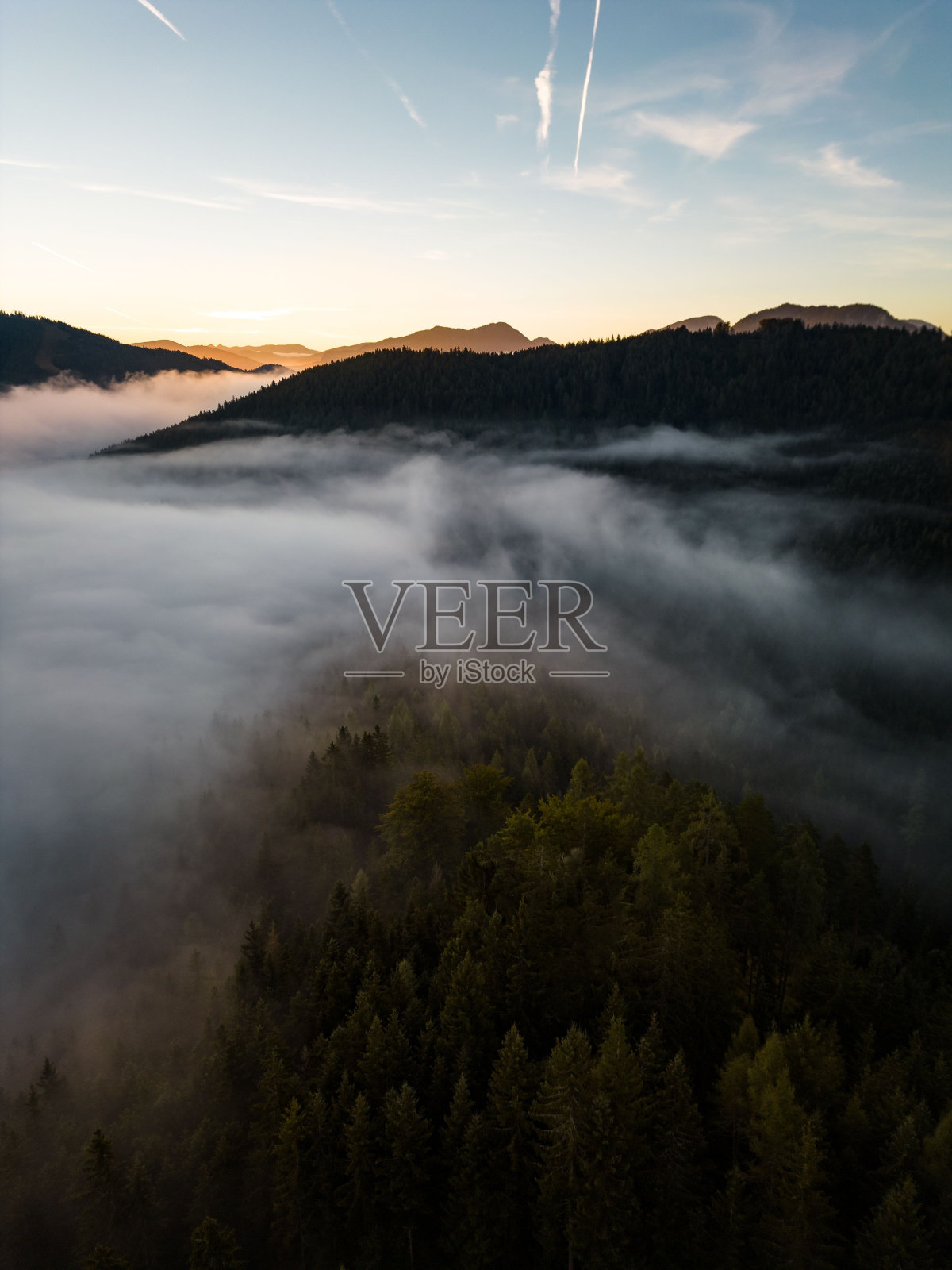 在大雾天，以松树和山脉为背景的森林垂直拍摄照片摄影图片