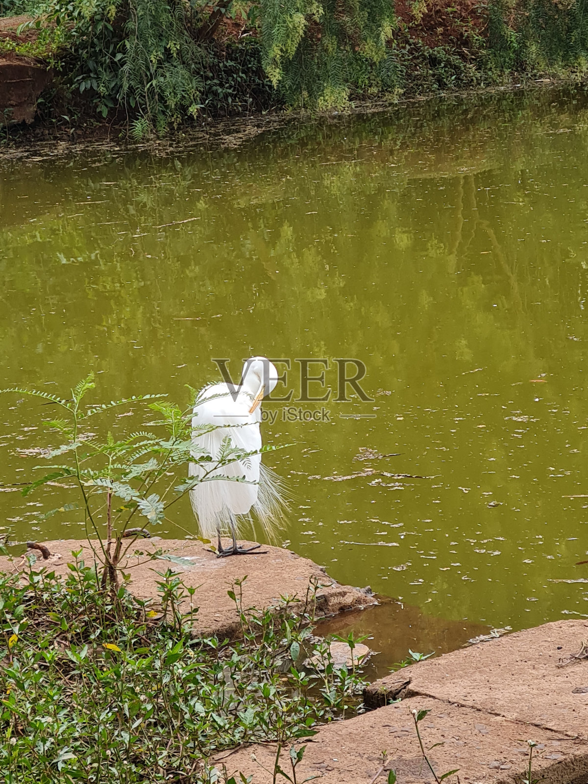 鹭照片摄影图片