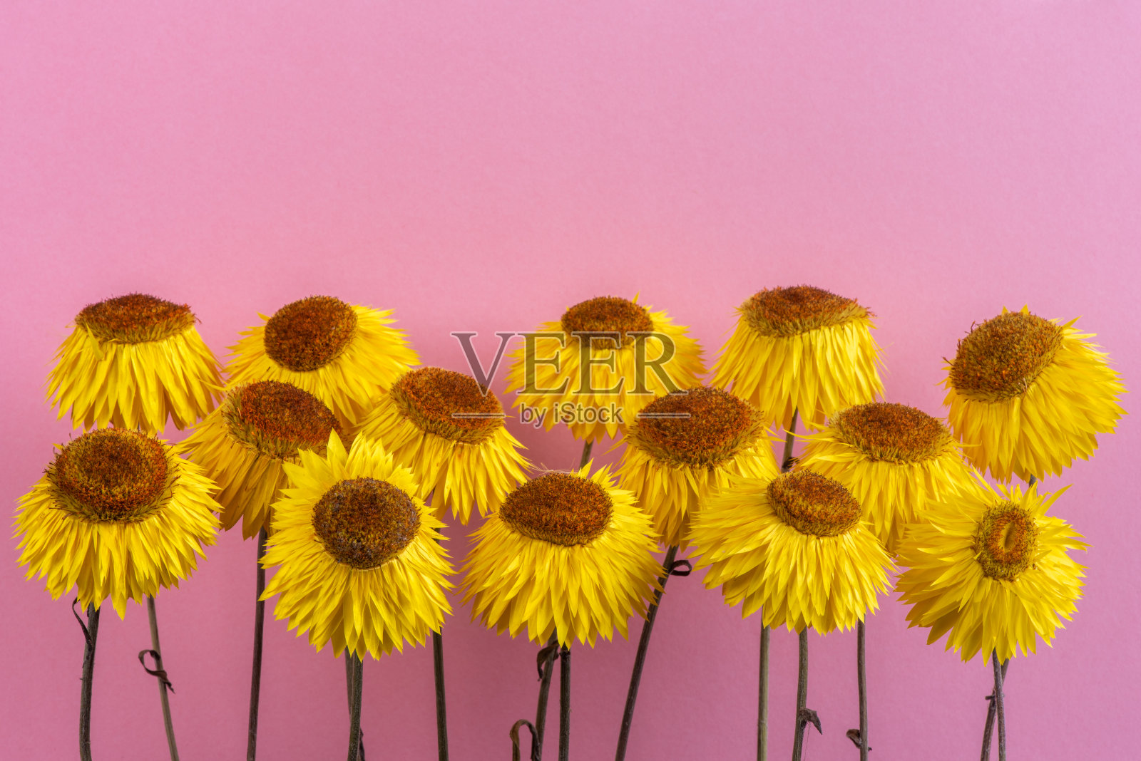 干燥过吹的稻草花照片摄影图片