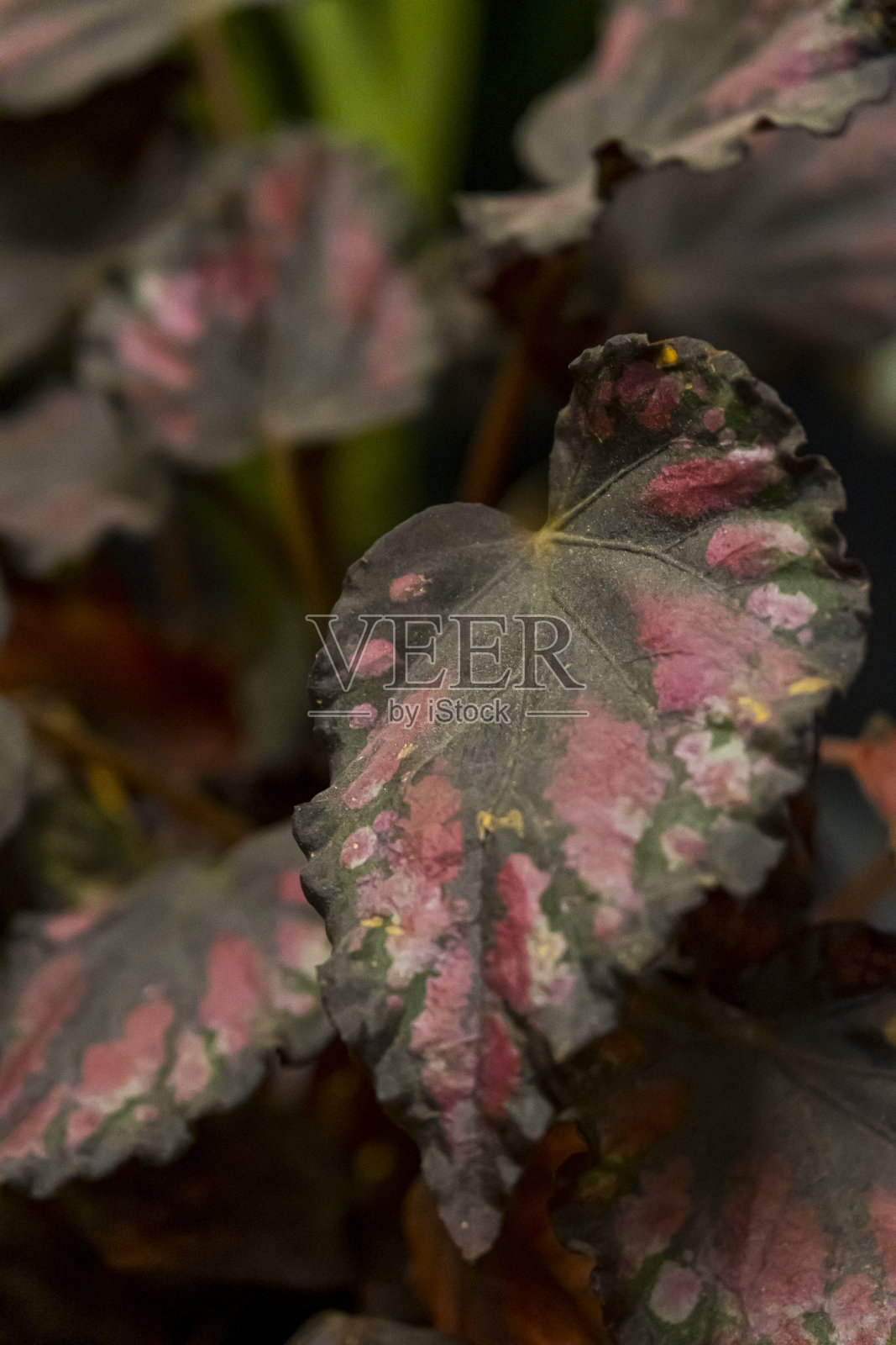 植物及景观概念照片摄影图片