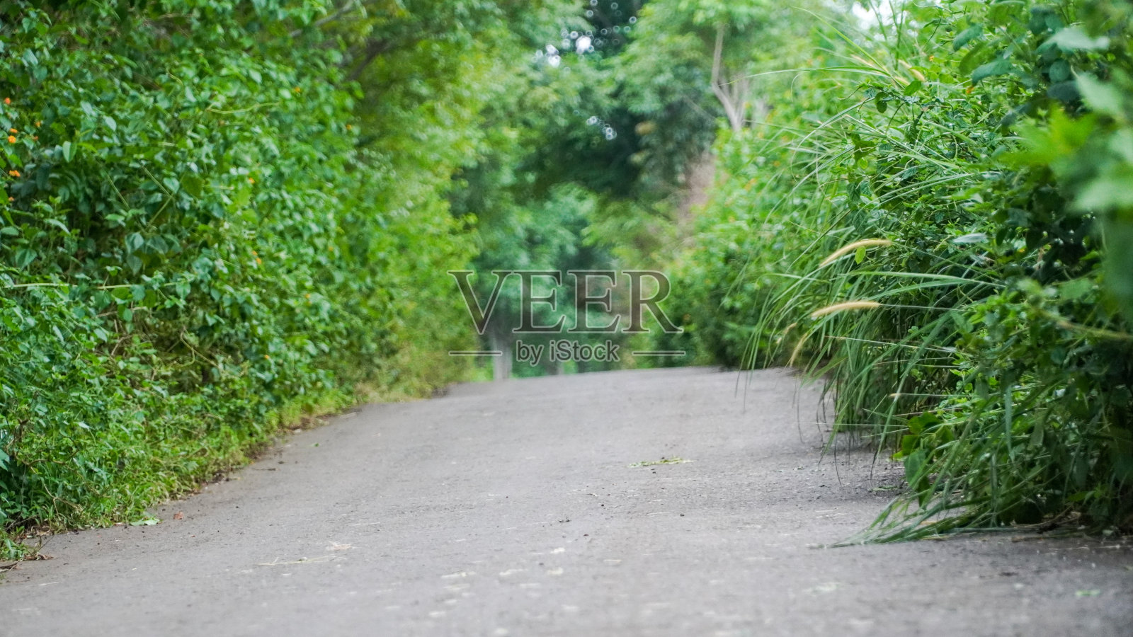 绿色之路照片摄影图片