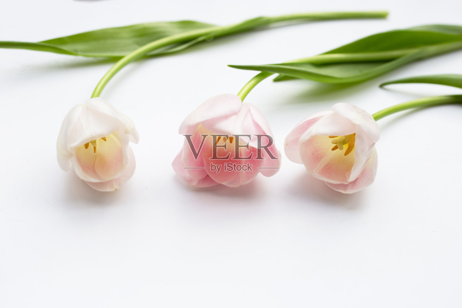 白色背景上的白色粉色郁金香。照片摄影图片