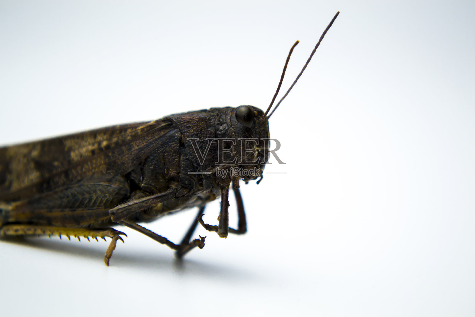 白底昆虫，蚱蜢特写，你的题词的地方。一个该死的杀虫剂广告。照片摄影图片