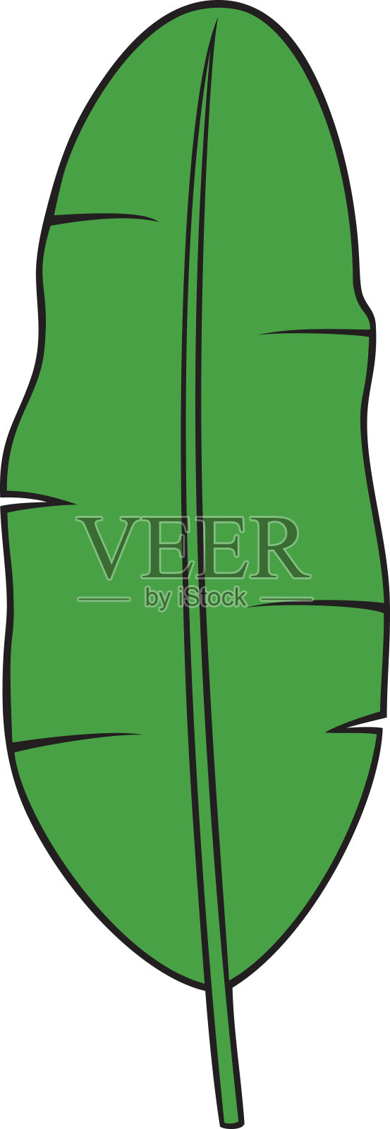 香蕉叶颜色矢量插画图片素材
